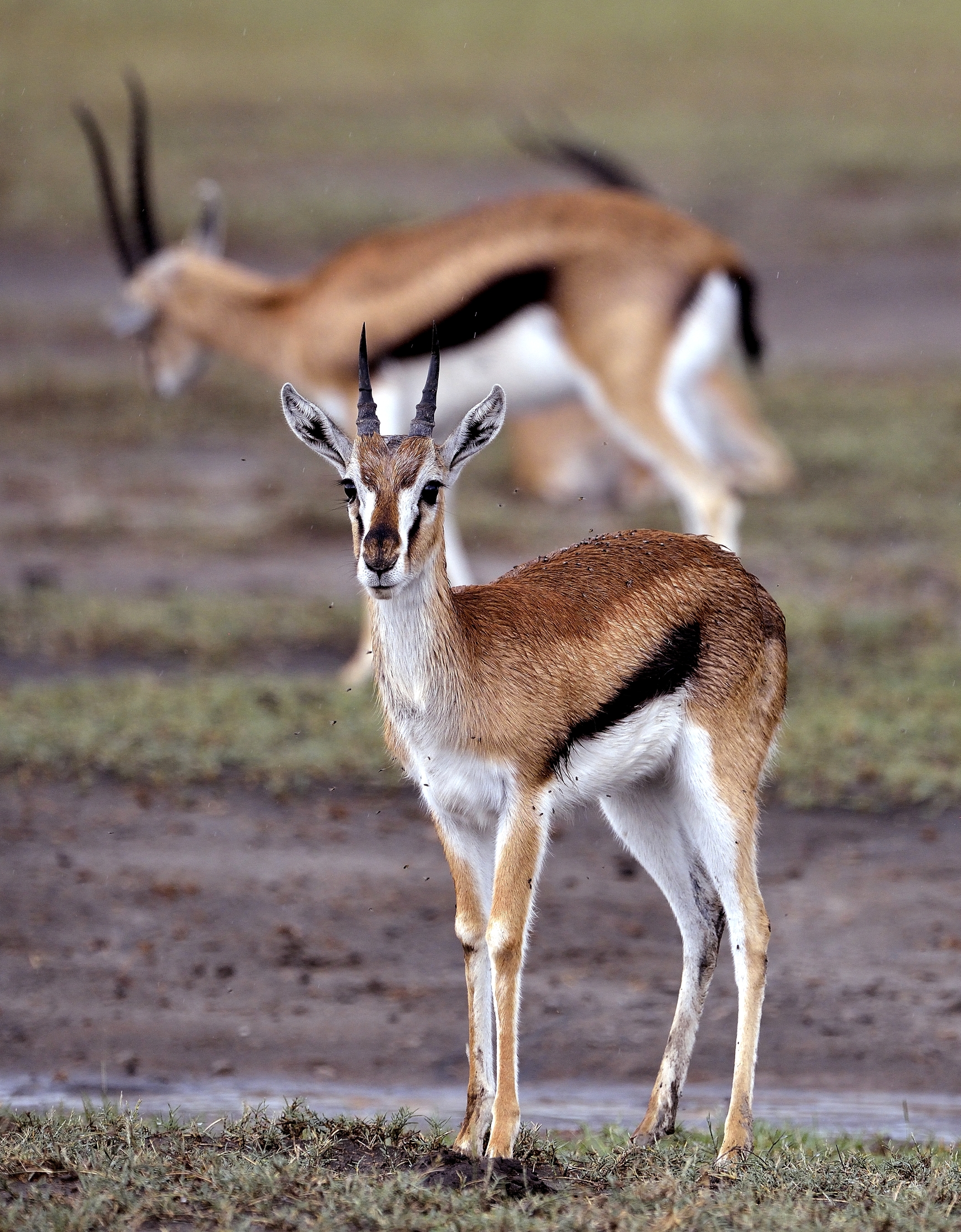 Ngorongoro Conservation Area - Gazzella