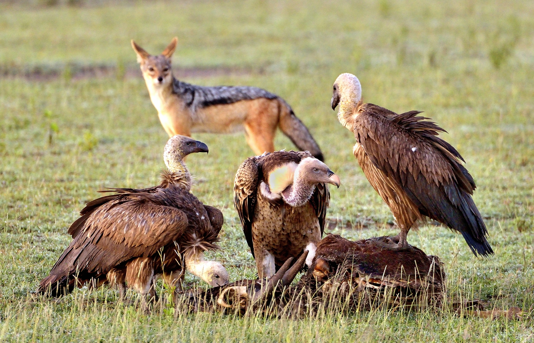 Ngorongoro Conservation Area - Avvoltoi e sciacallo