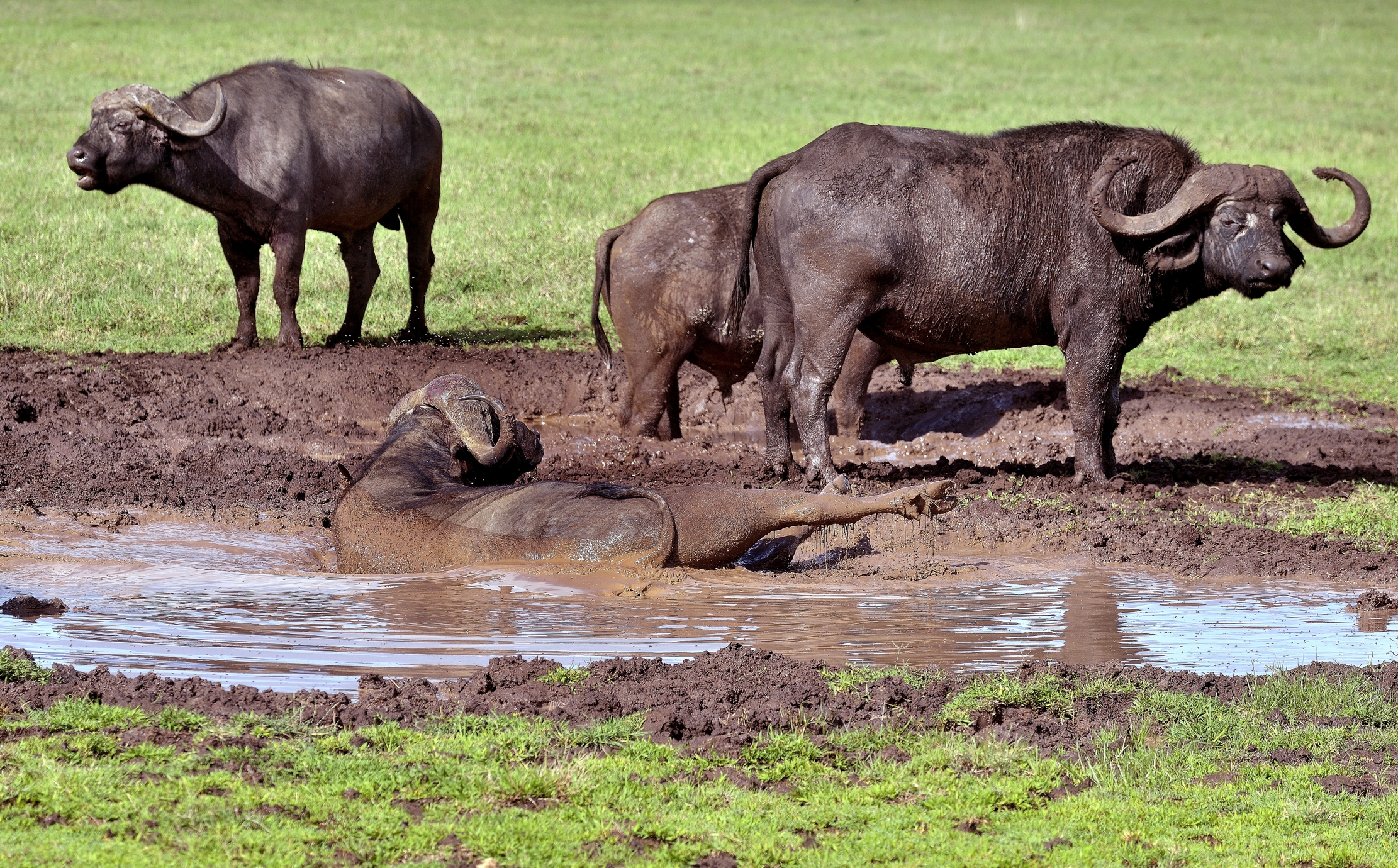 Ngorongoro Crater - Bufali