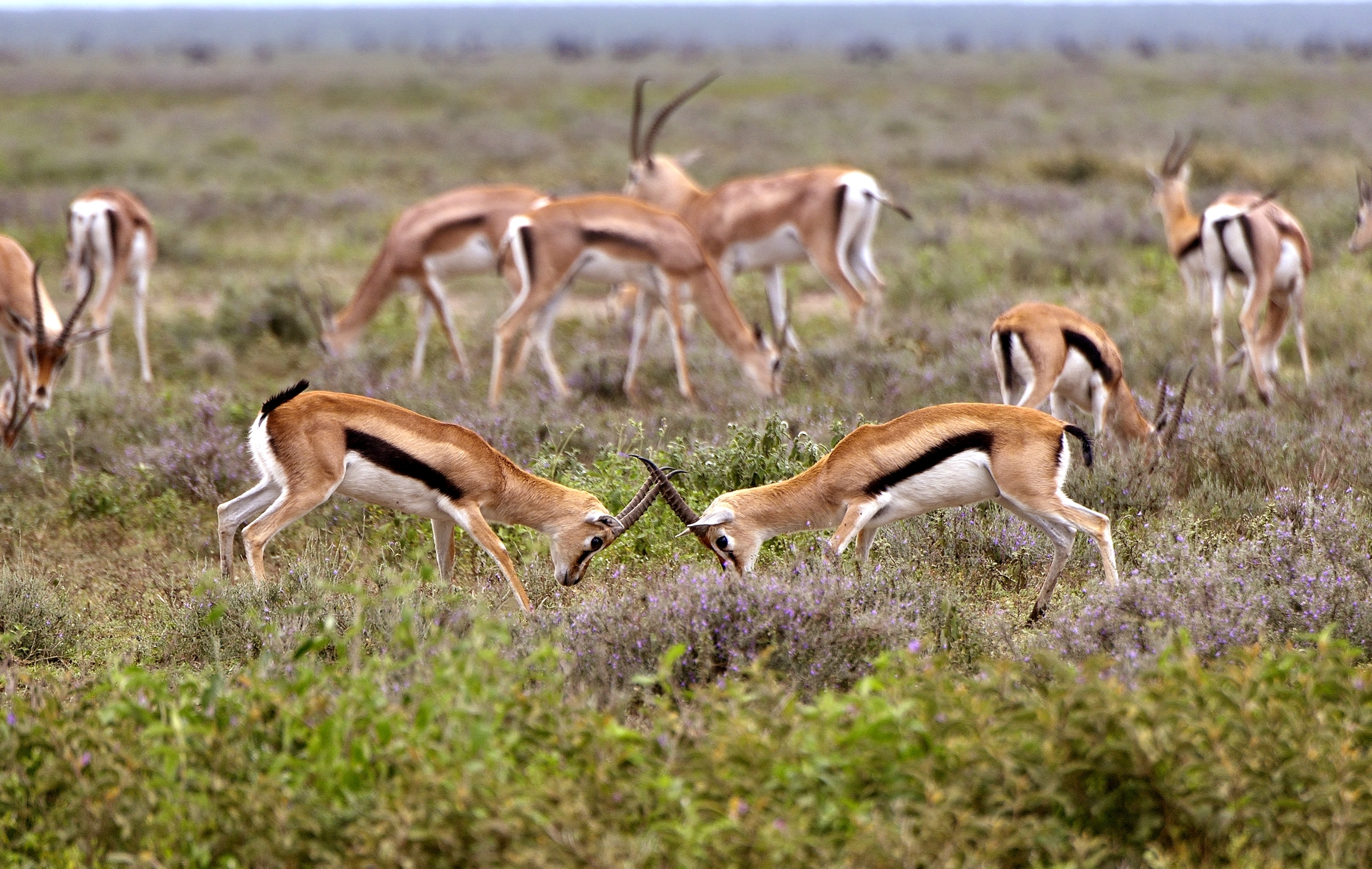 Ngorongoro Conservation Area - Gazzelle