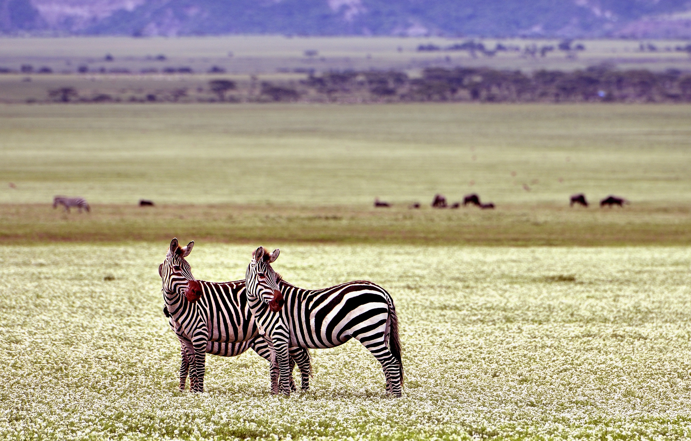 Ngorongoro Conservation Area- Zebre in un prato fiorito
