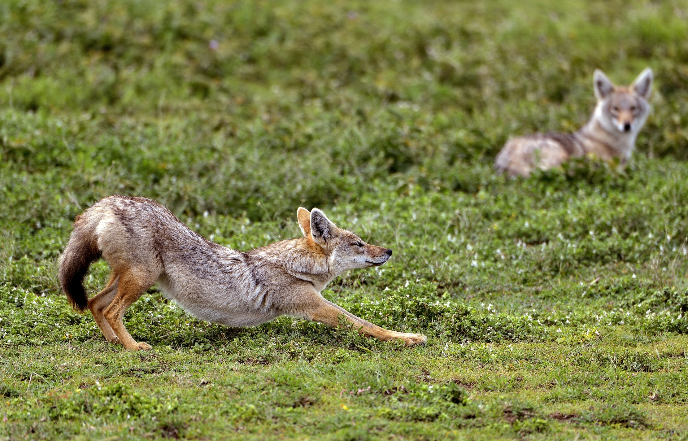 Ngorongoro Conservation Area - Sciacallo dorato
