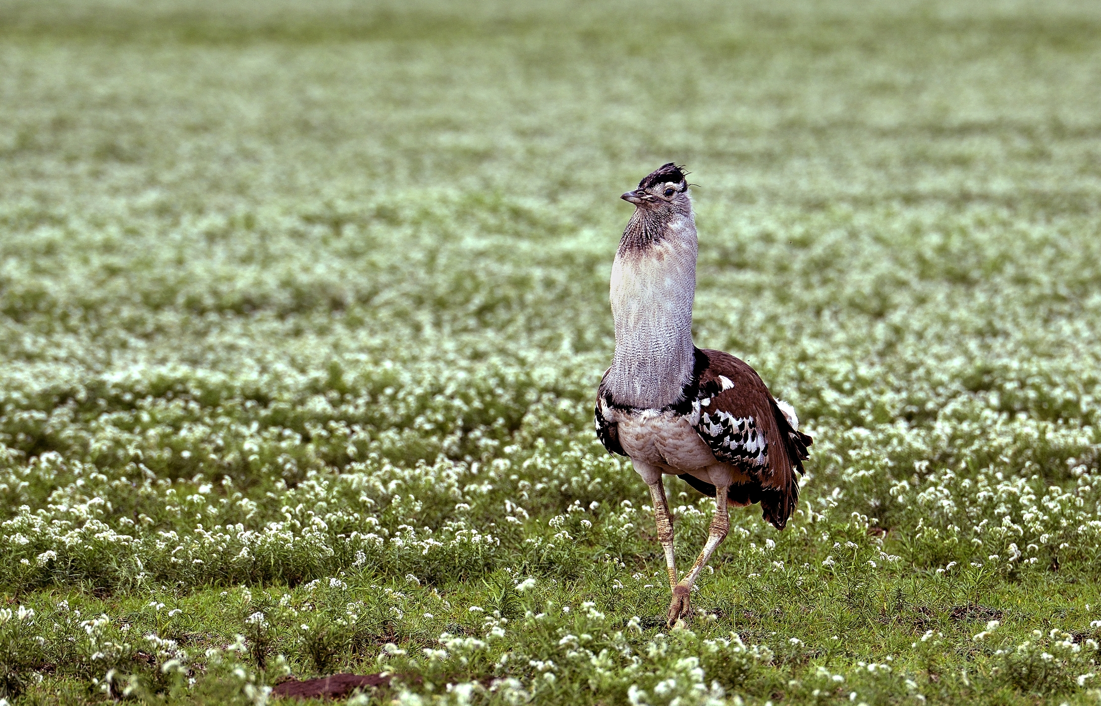 Ngorongoro Conservation Area- Otarda in prato fiorito