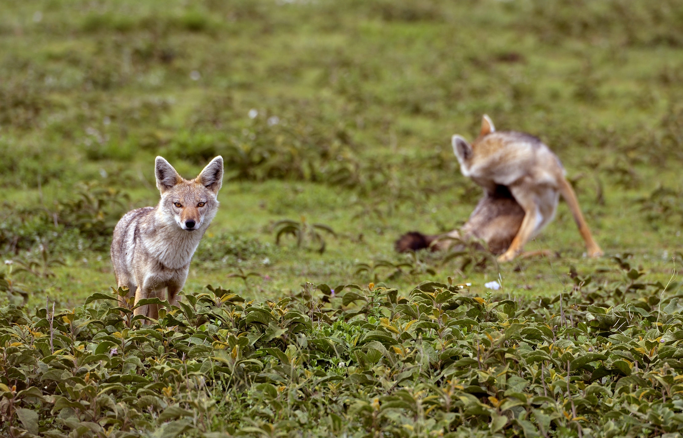 Ngorongoro Conservation Area - Sciacallo dorato