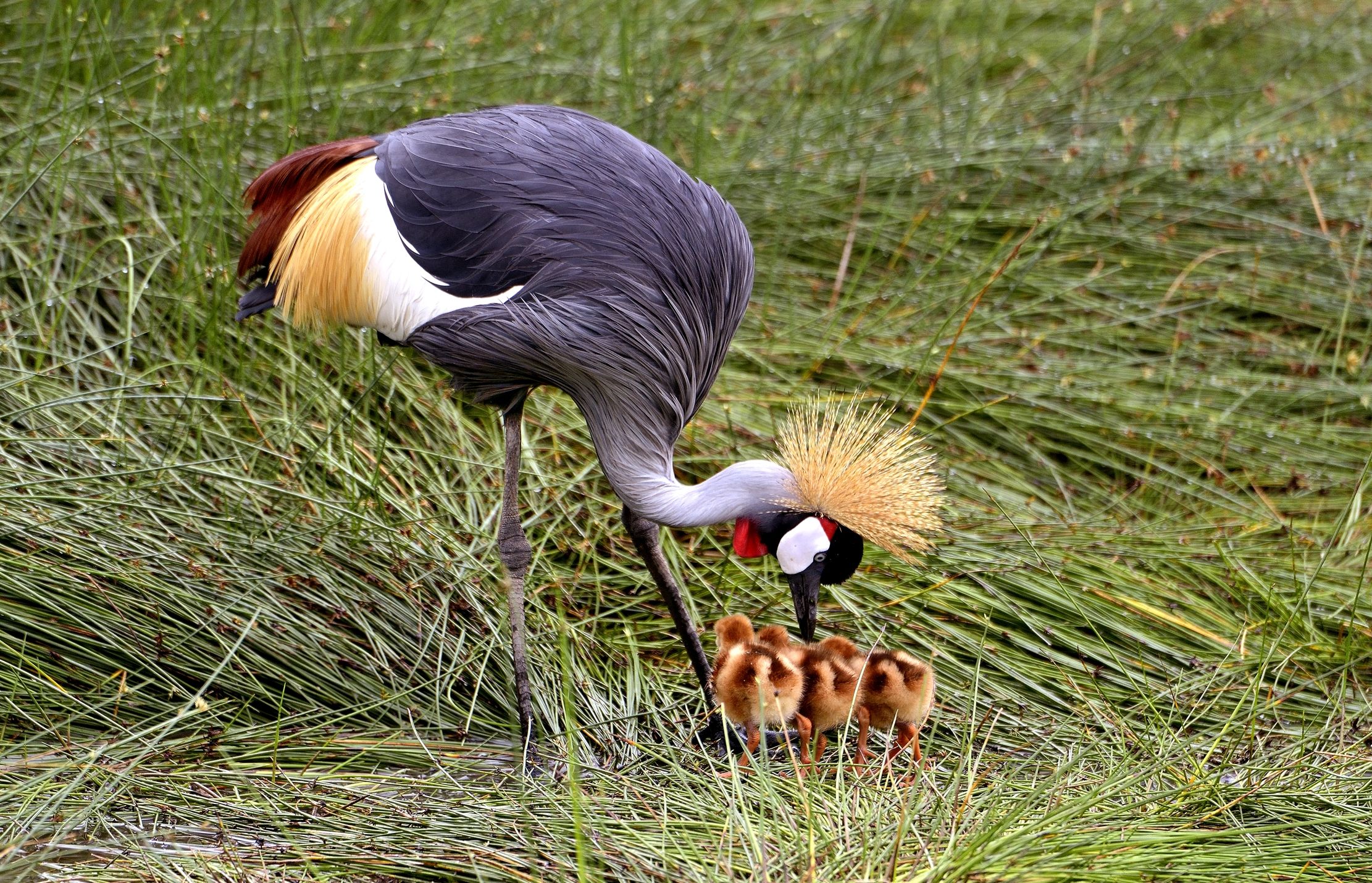 Ngorongoro Conservation Area - Gru coronata con pulli