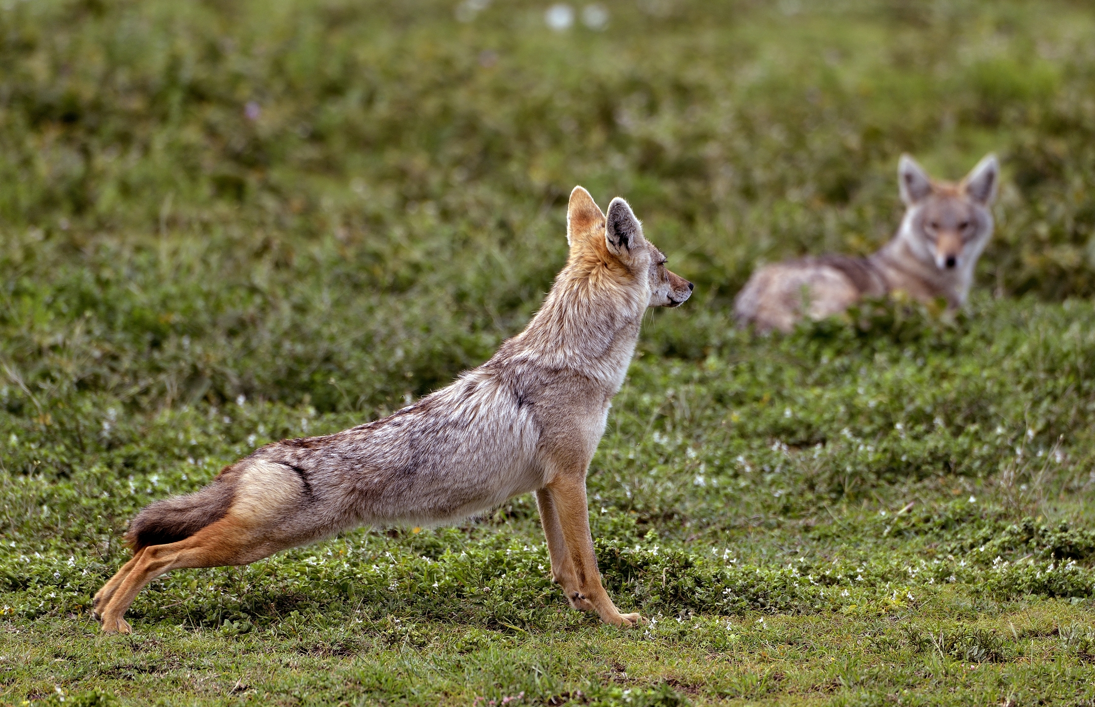 Ngorongoro Conservation Area - Sciacalli dorati