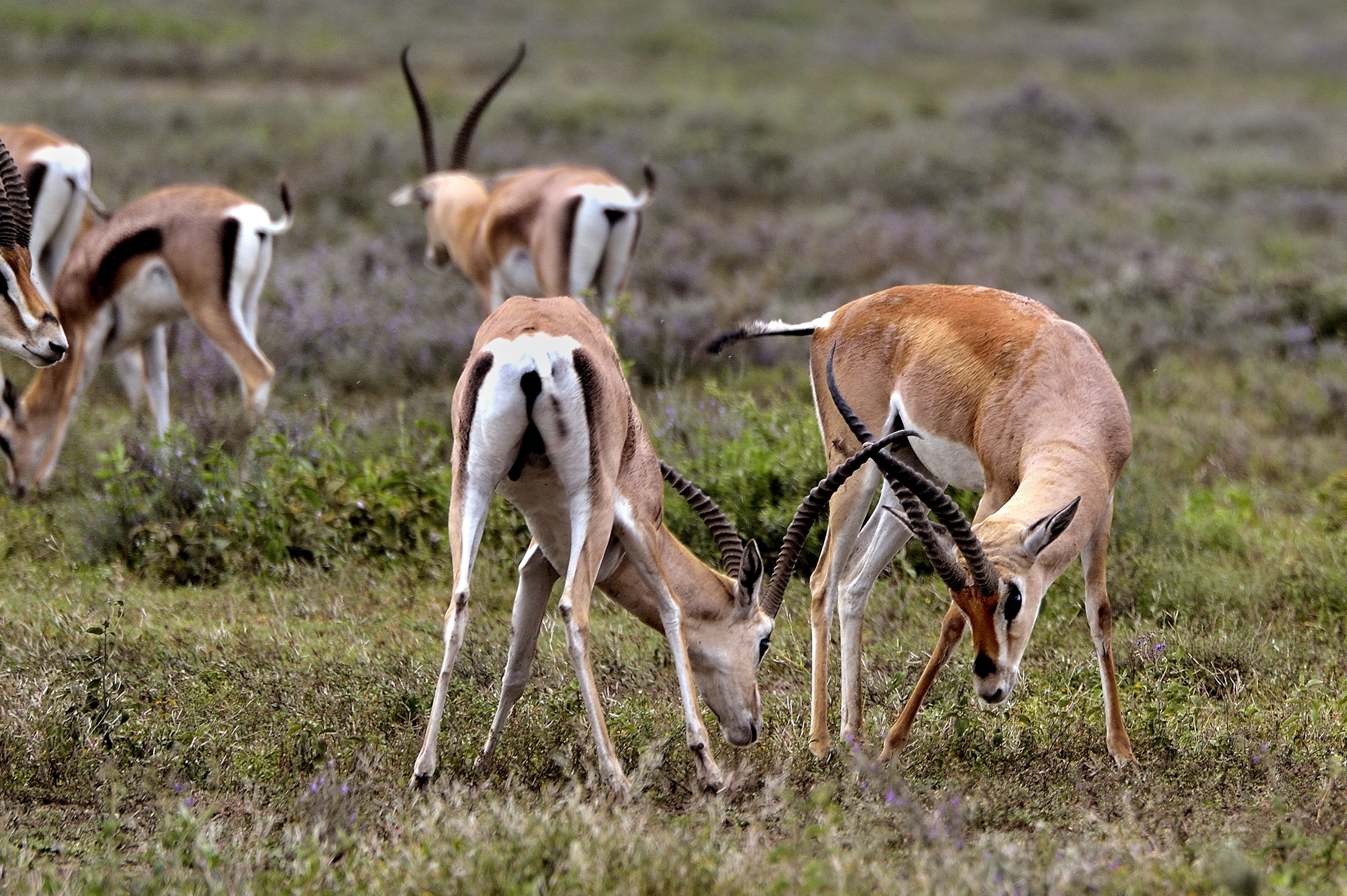 Ngorongoro Conservation Area - Gazzelle