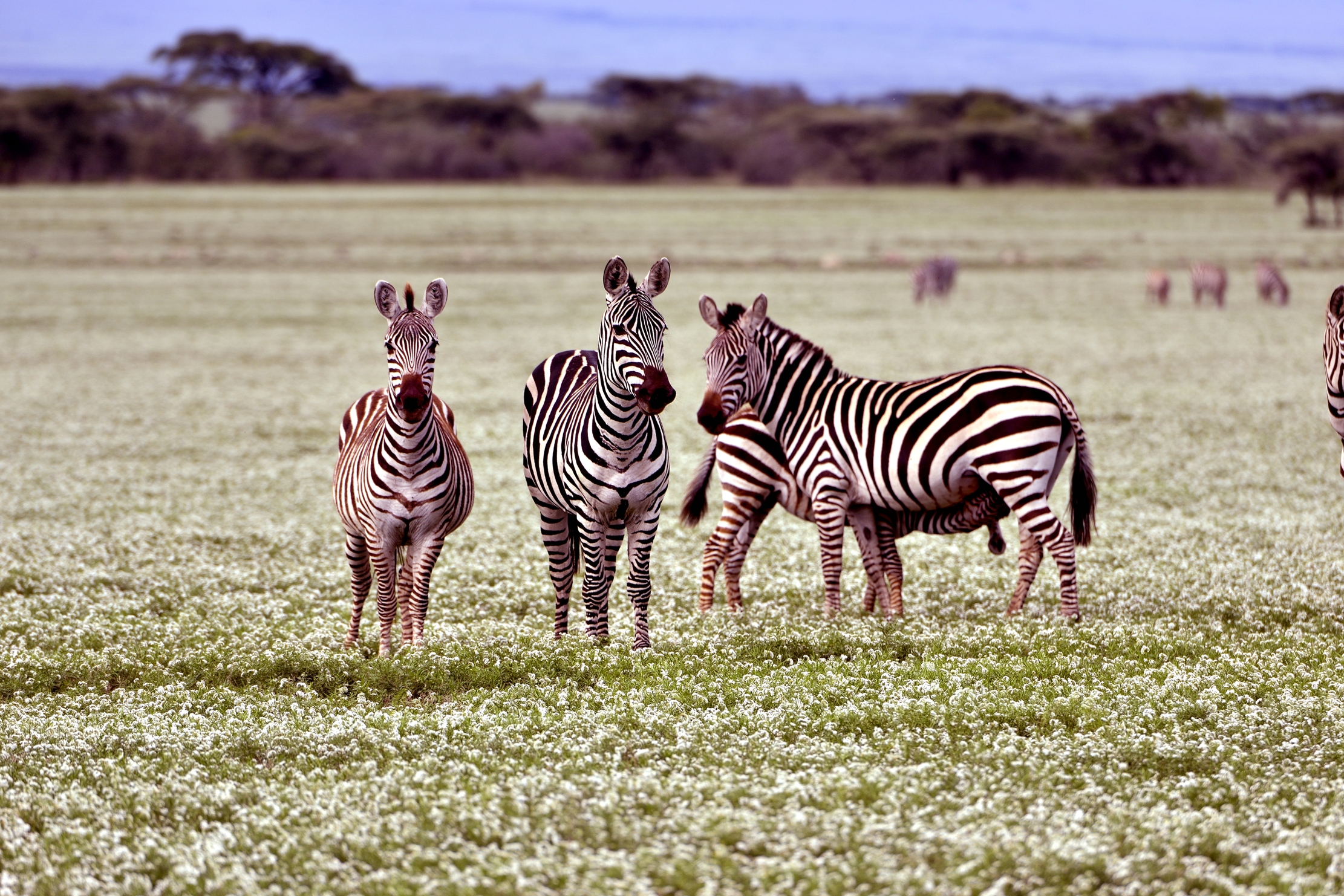 Ngorongoro Conservation Area - Zebra in prato fiorito