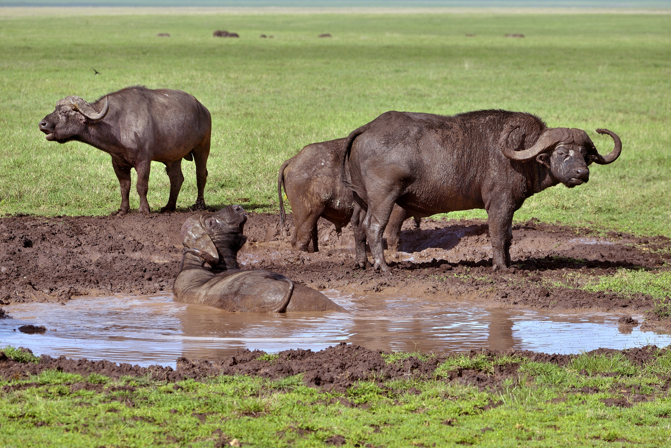 Ngorongoro Crater - Bufali