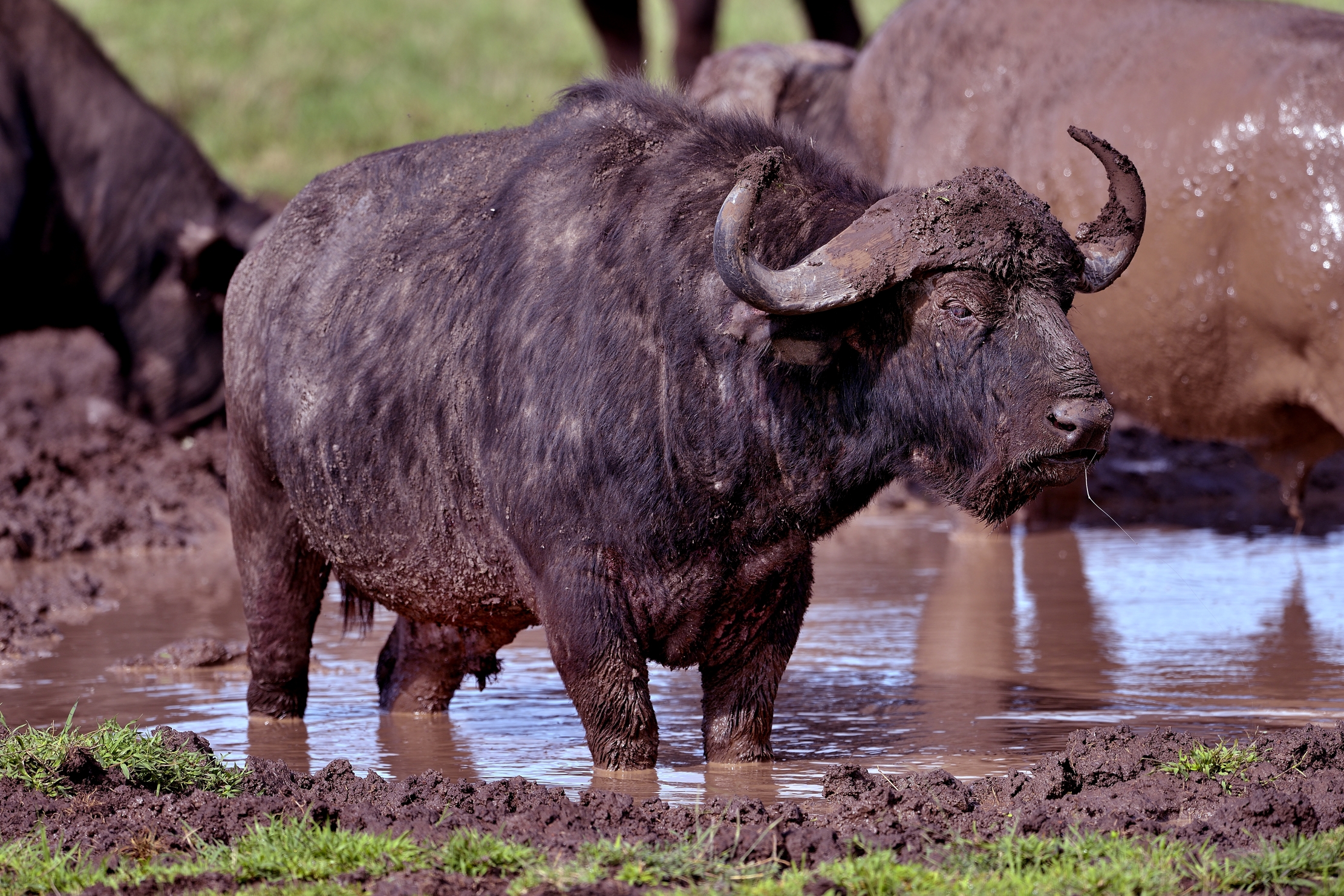 Ngorongoro Crater - Bufali
