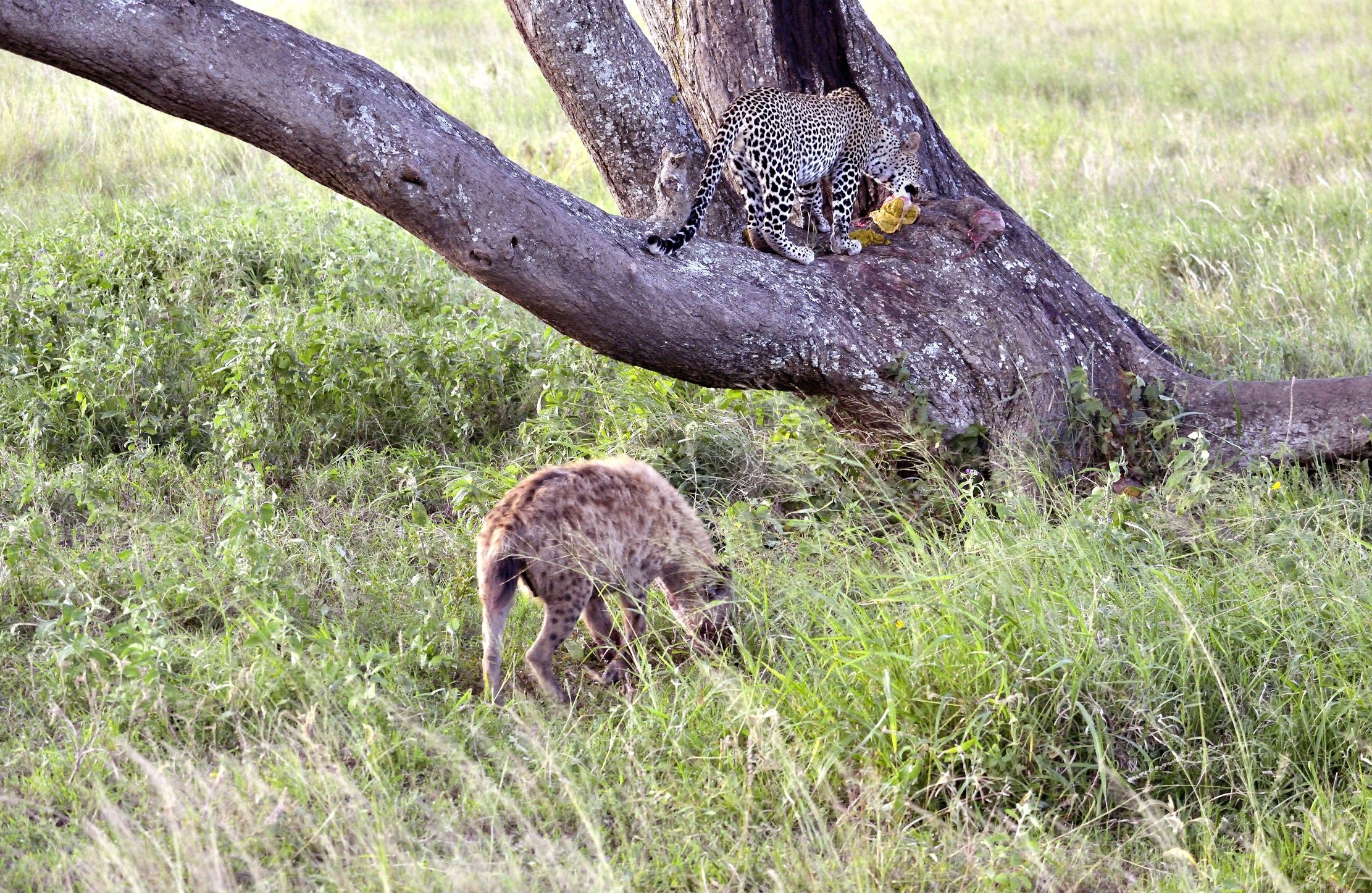 Serengeti - leopardo versus iena
