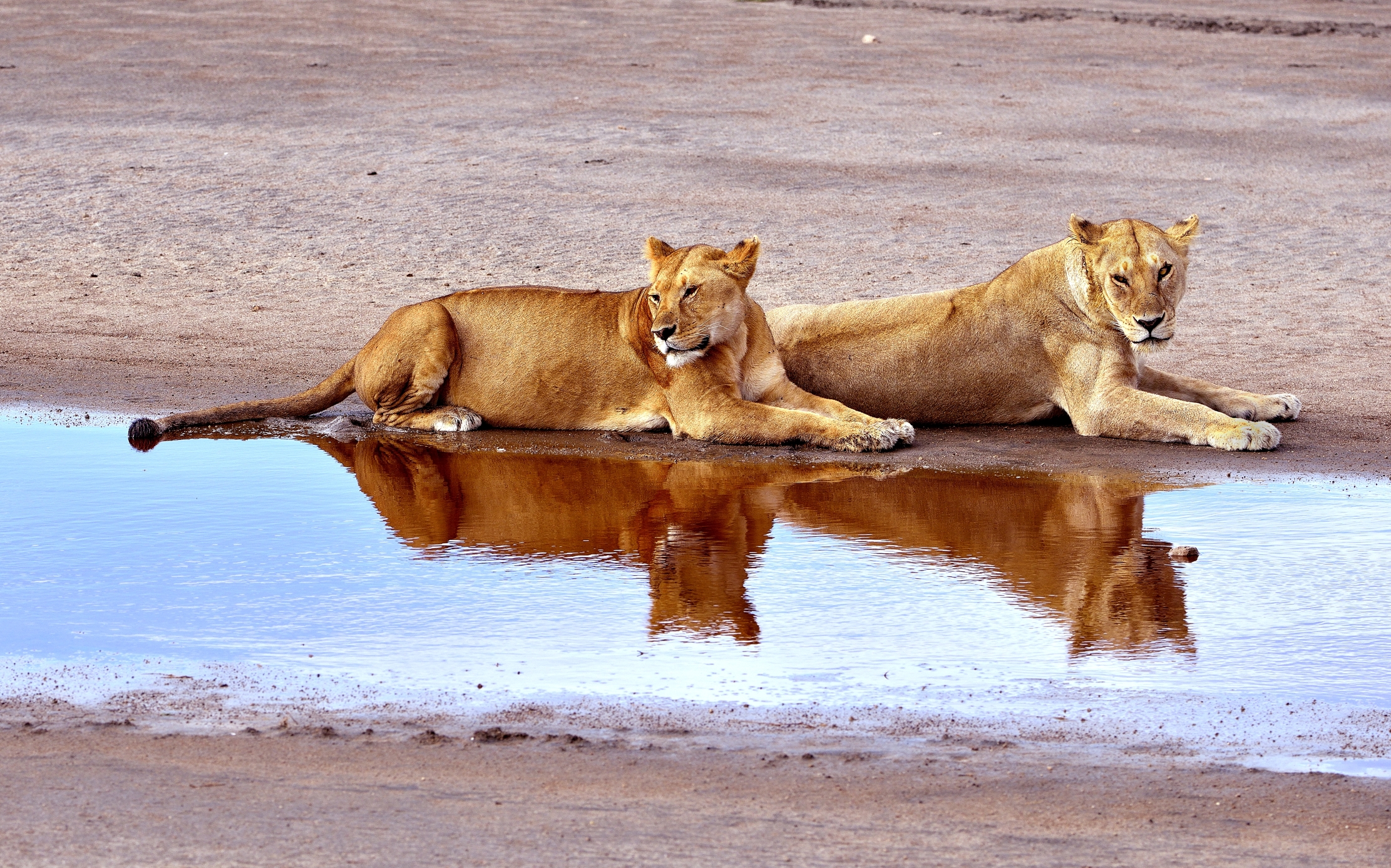 Ngorongoro Cocervation Area - Leonesse