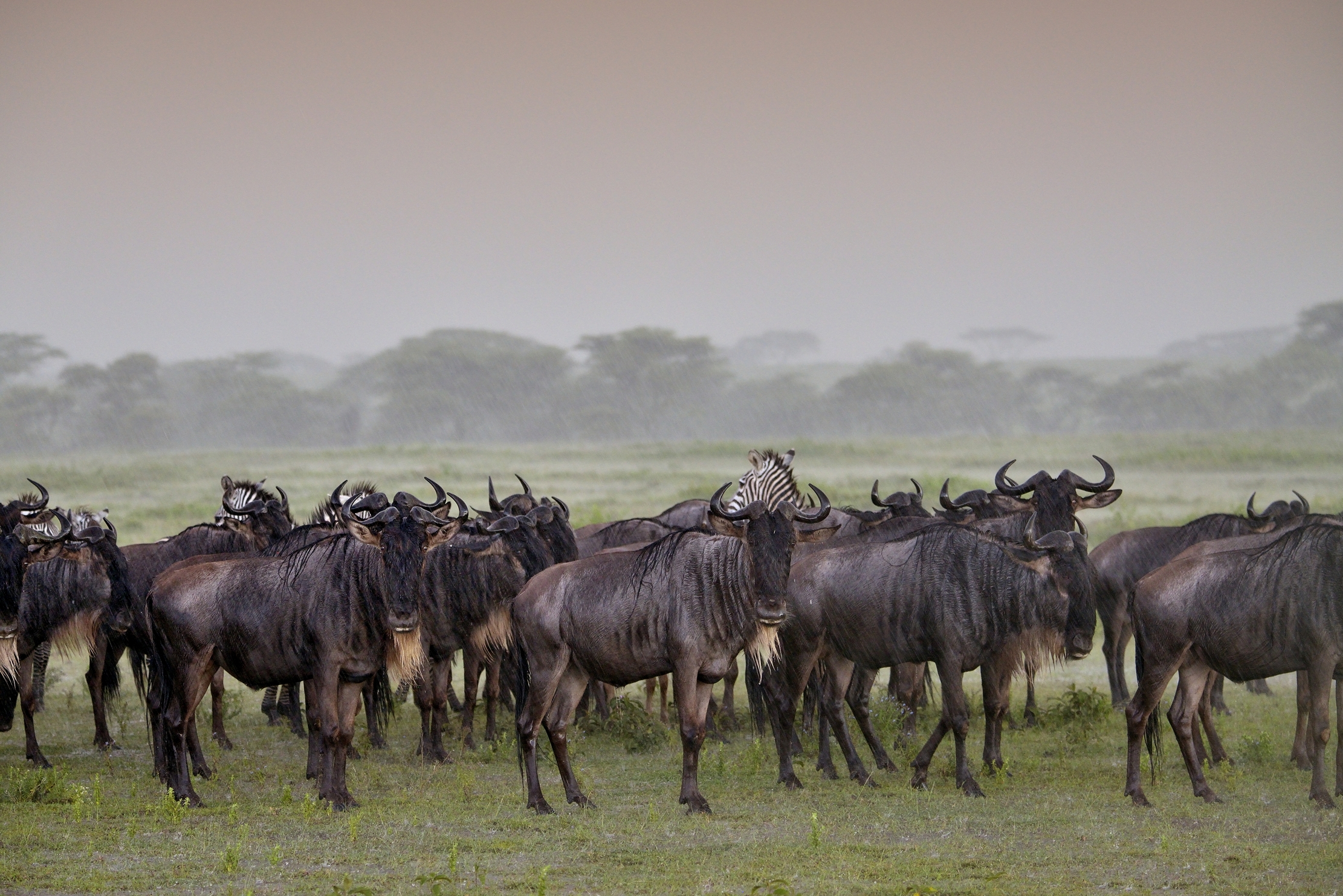 Ngorongoro Cocervation Area - Gnu