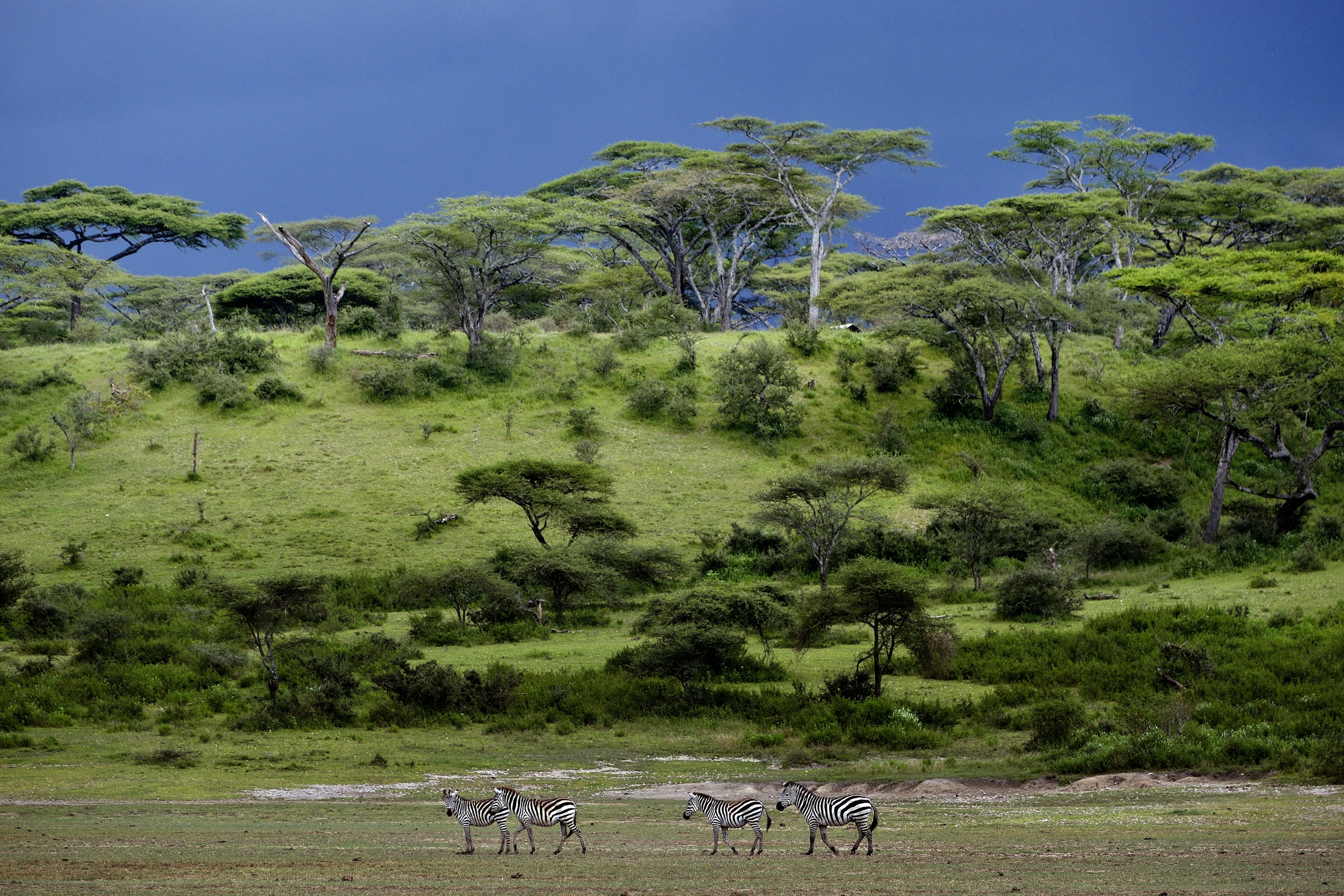Ngorongoro Conservatio Area