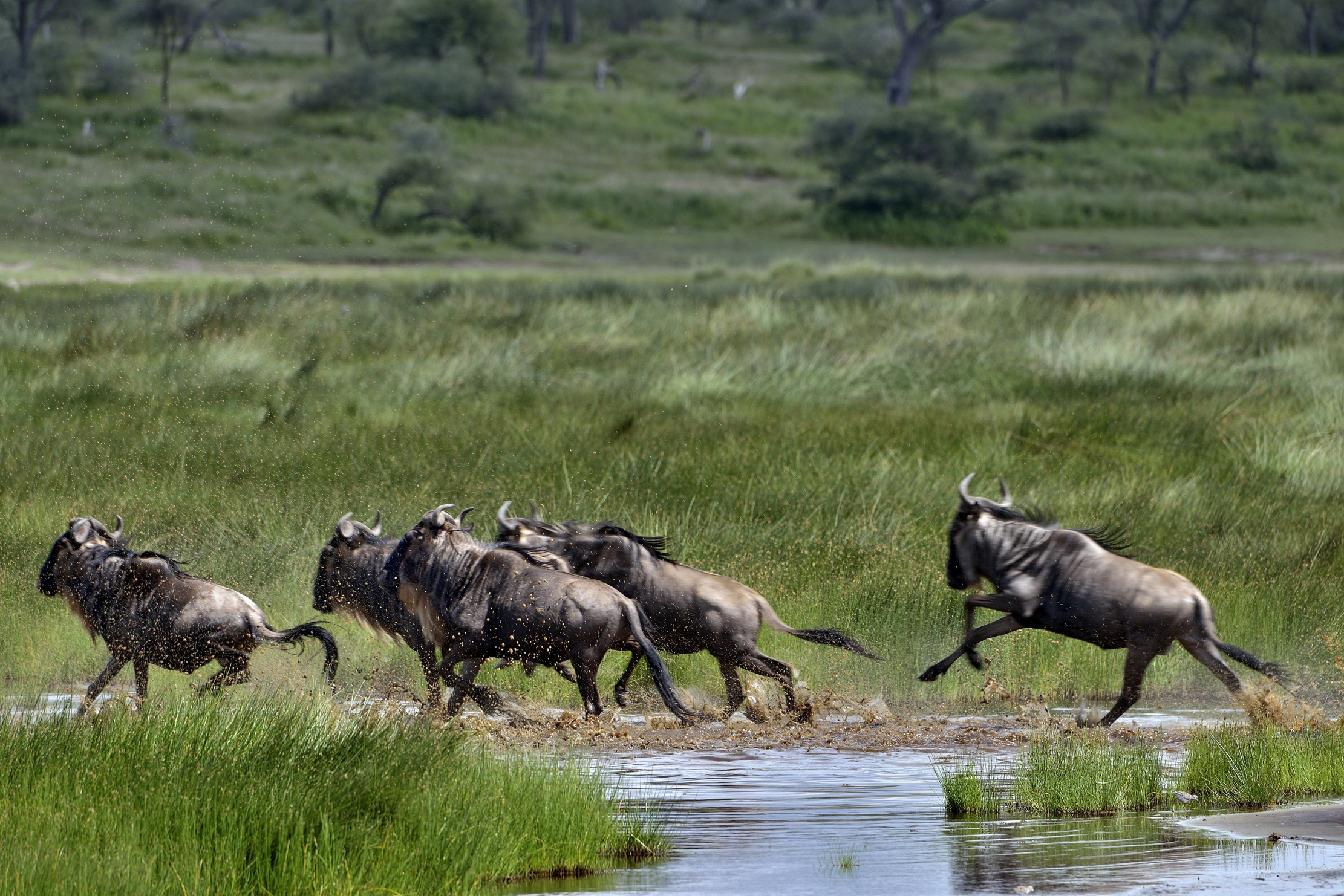 Ngorongoro Conservatio Area - Gnu