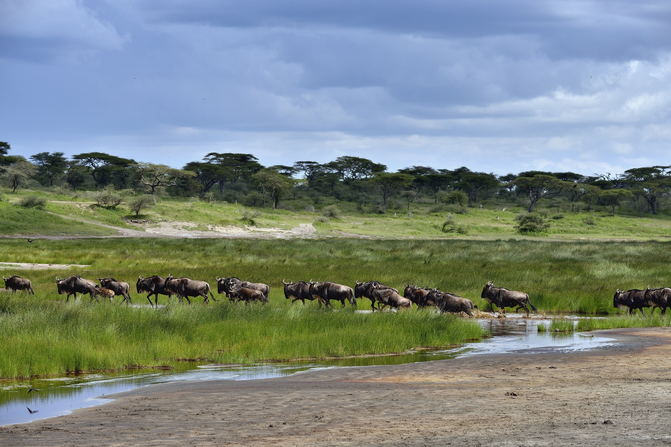Ngorongoro Conservatio Area - Gnu