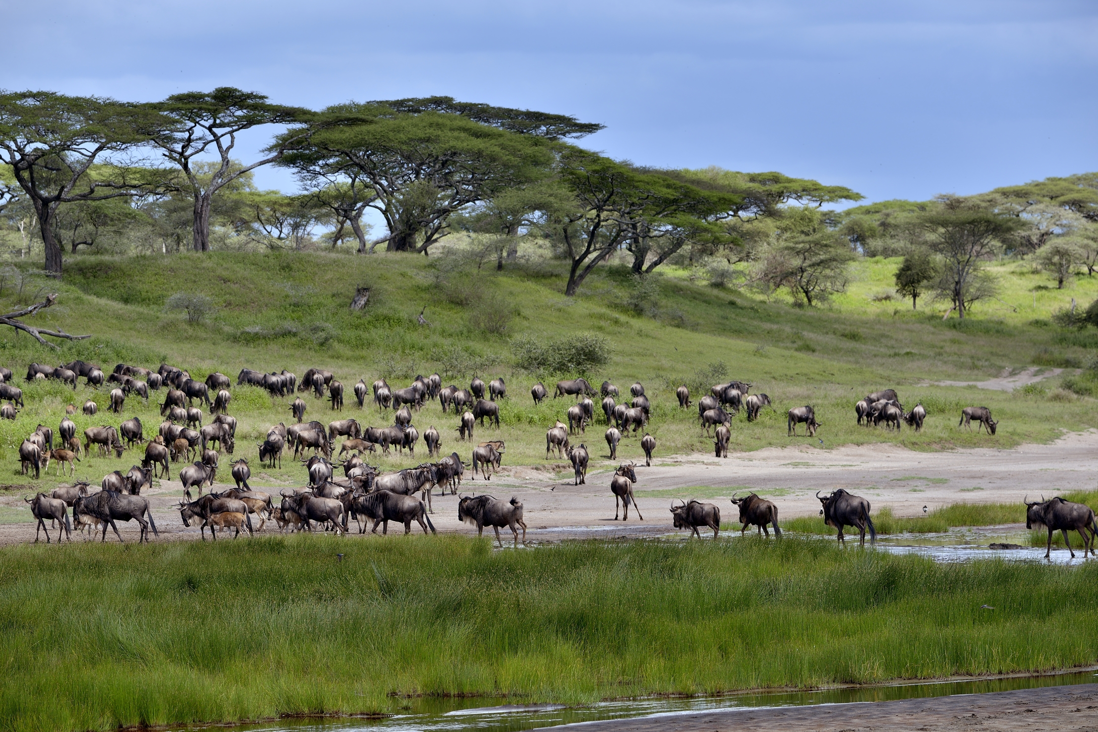 Ngorongoro Conservatio Area - Gnu