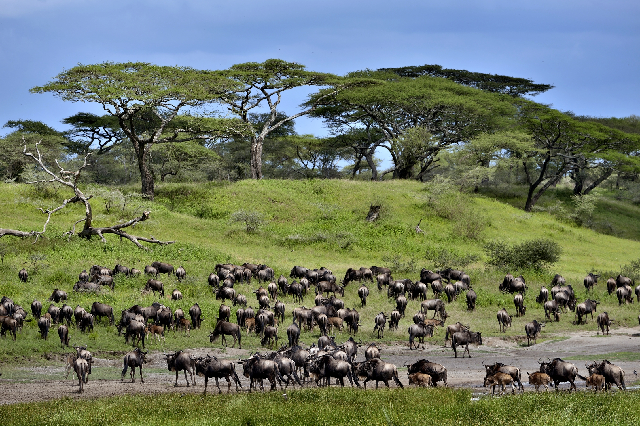 Ngorongoro Conservatio Area - Gnu