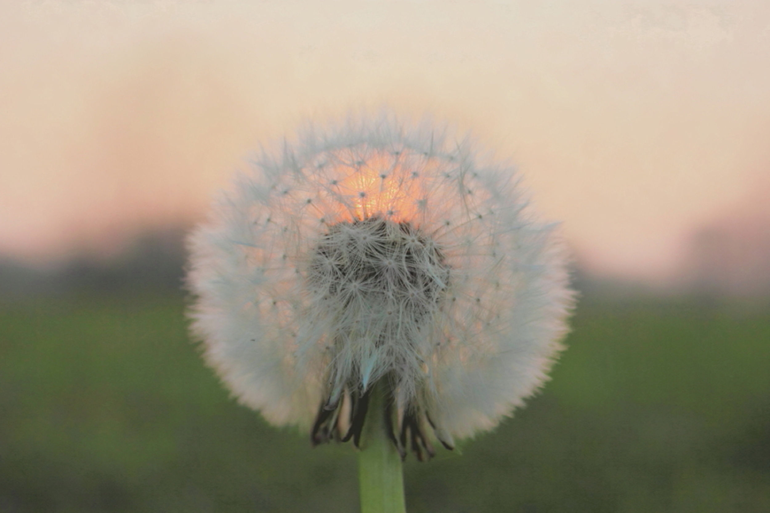 soffione al tramonto