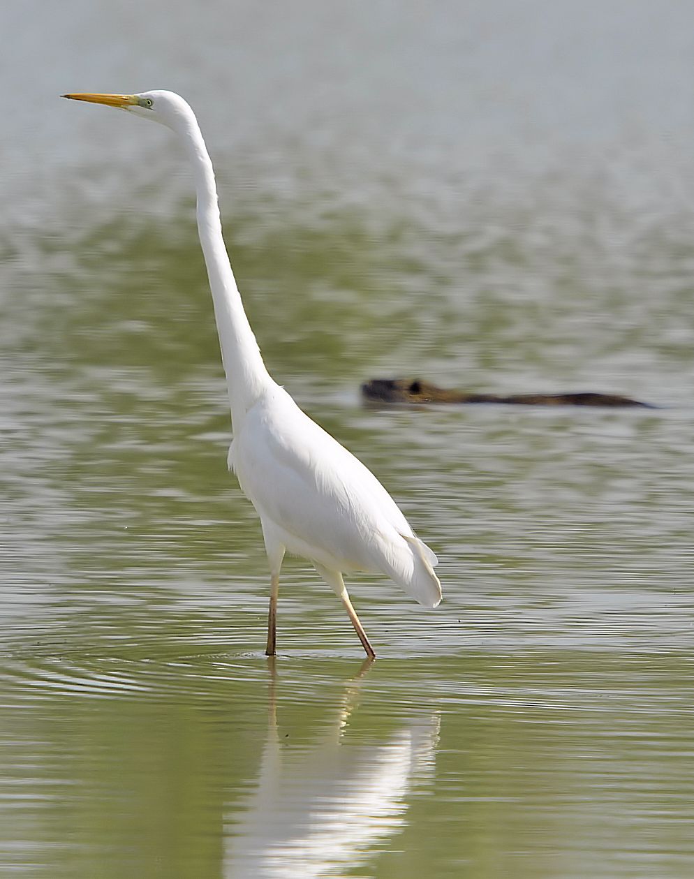 airone bianco maggiore