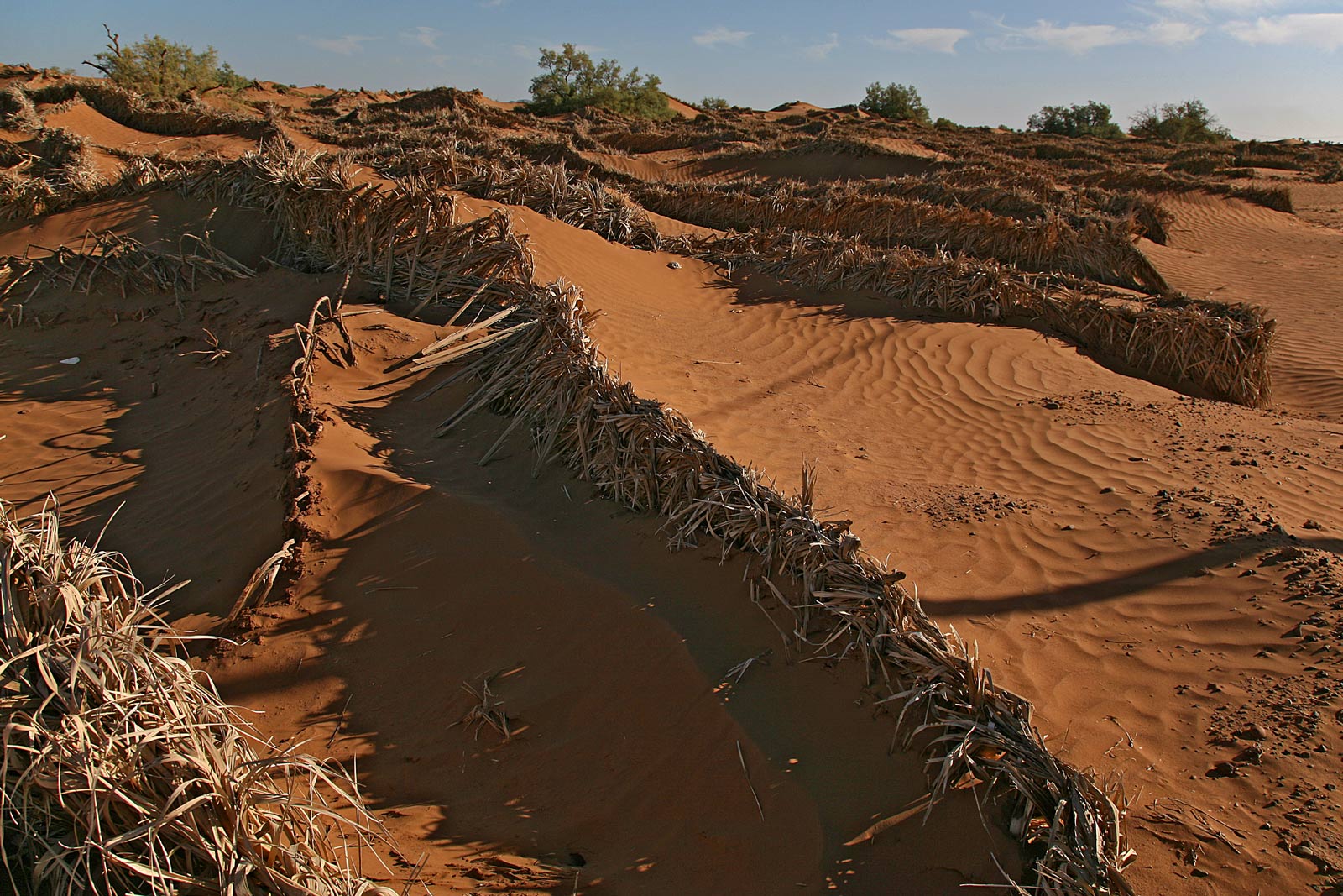 Propaggini del deserto
