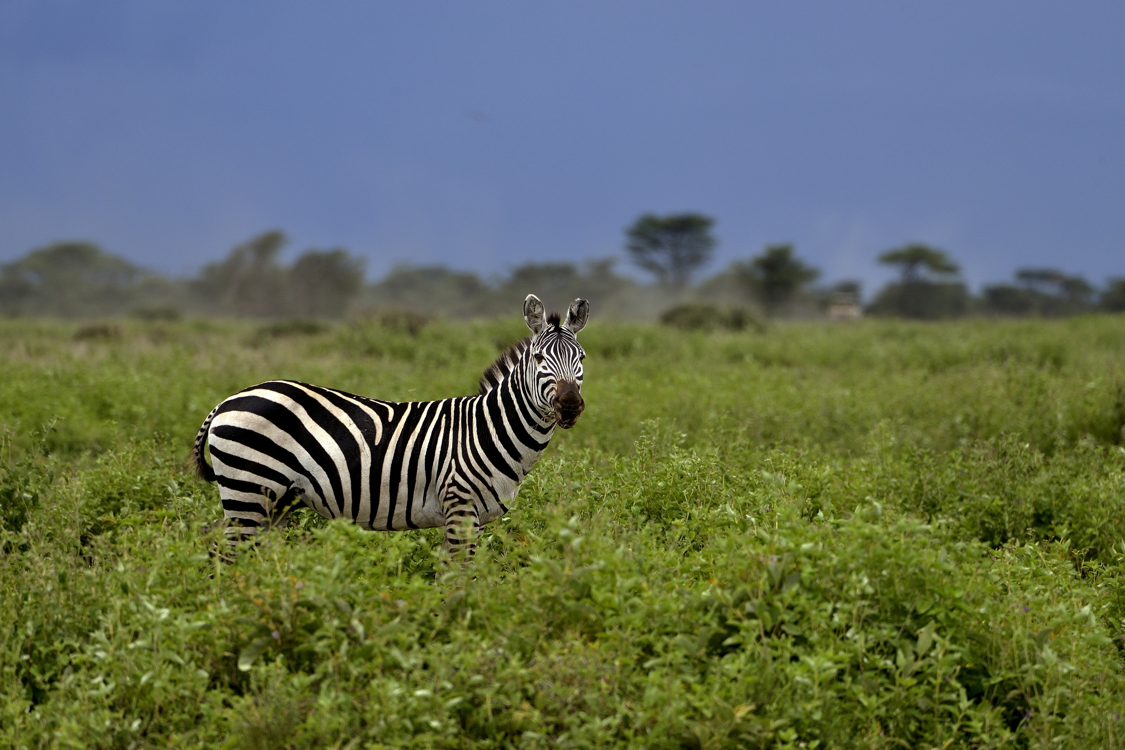 Ngorongoro Conservation Area - Zebra