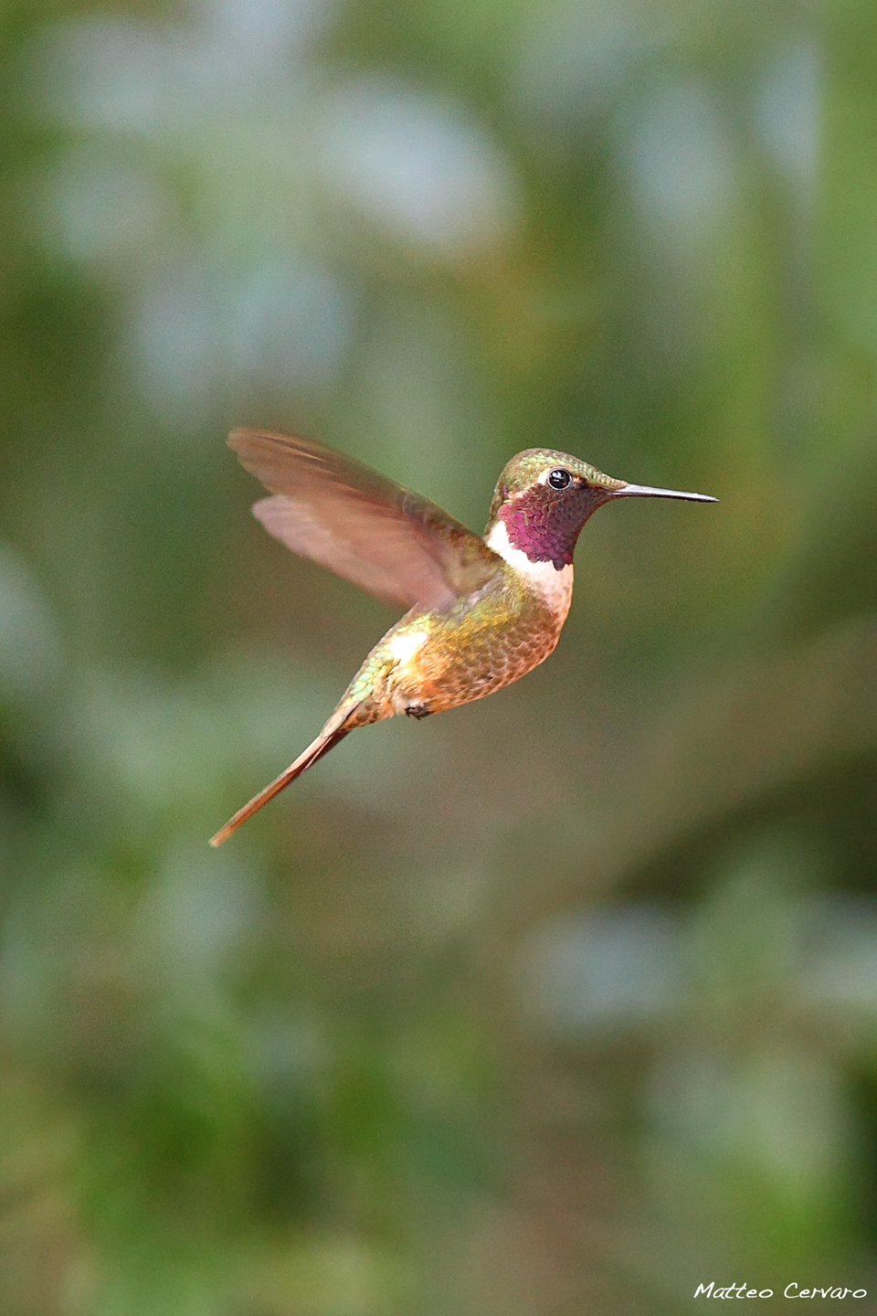 Colibrì - Magenta-throated Woodstar adult male