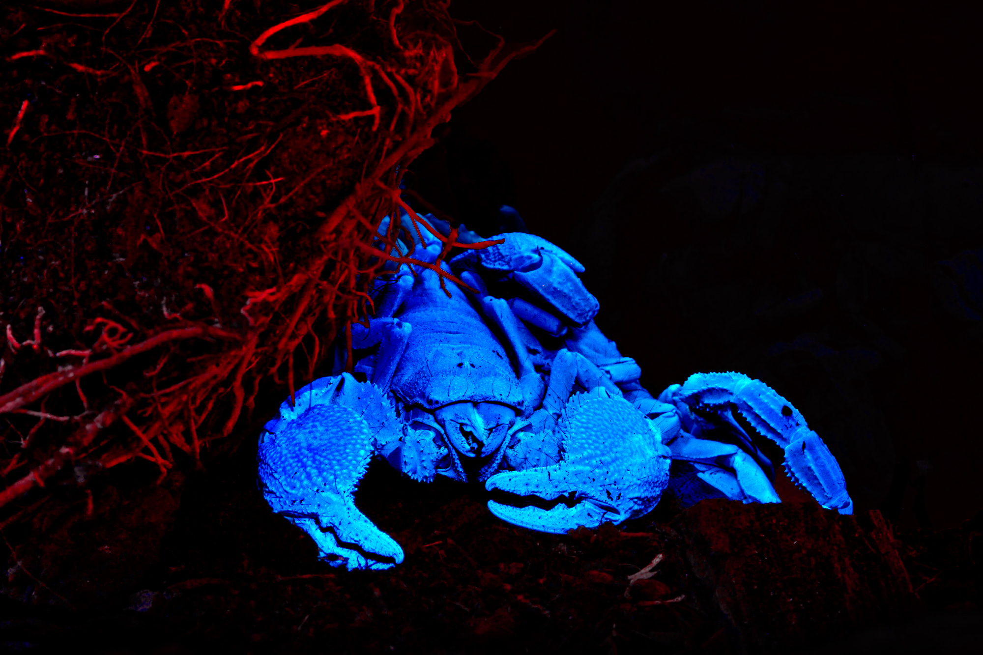 uv scorpion