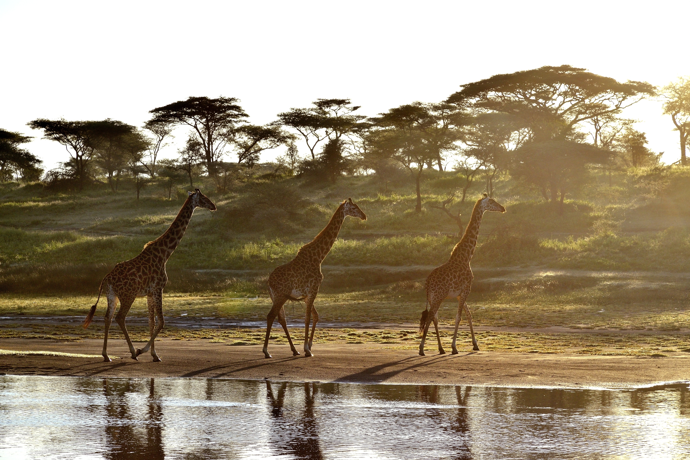 Ngorongoro Conservation Area - gIRAFFE