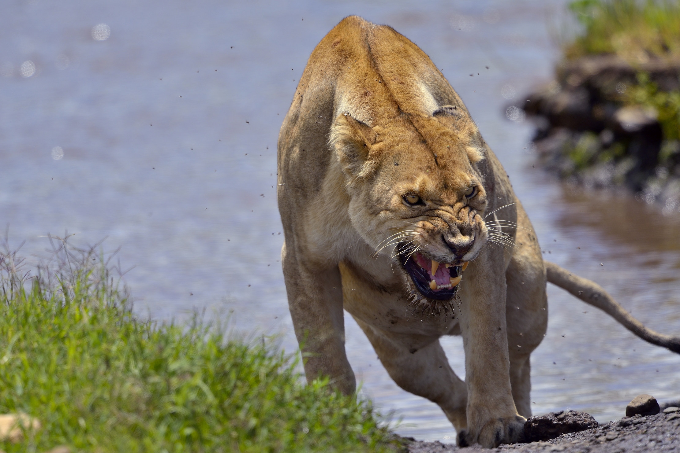 Ngorongoro Crater - Leonessa sofferente