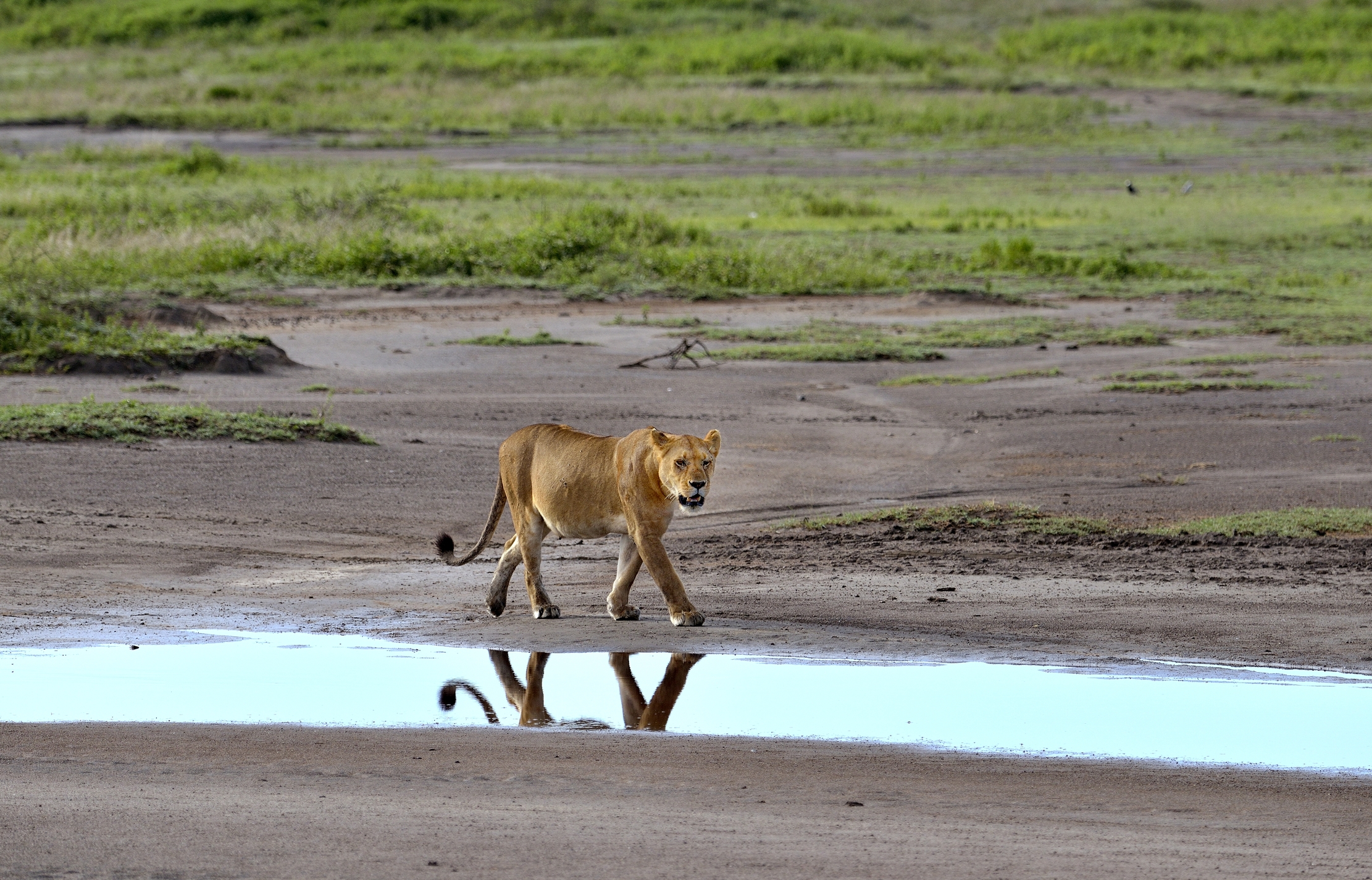 Ngorongoro Conservation Area - Leonessa