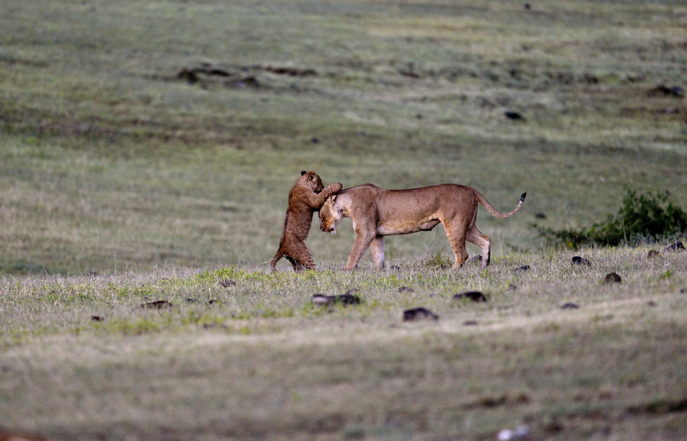 Ngorongoro Crater - Leonessa con cucciolo