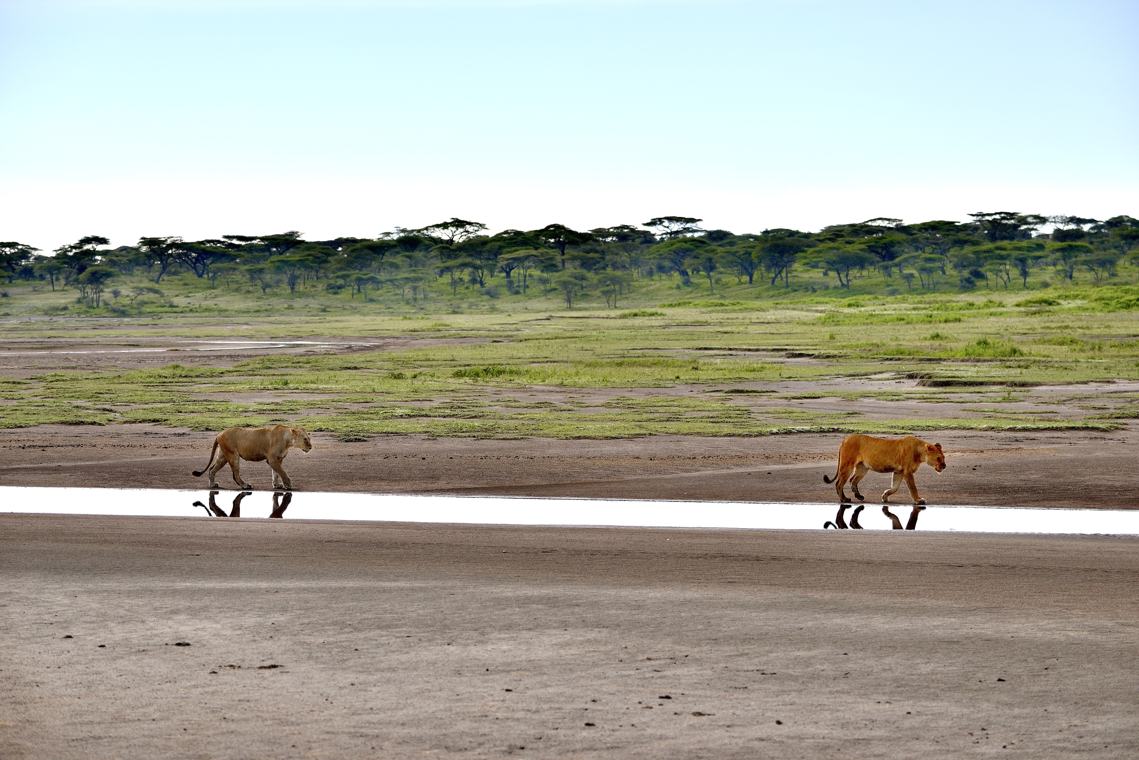 Ngorongoro Conservation Area - Leonesse