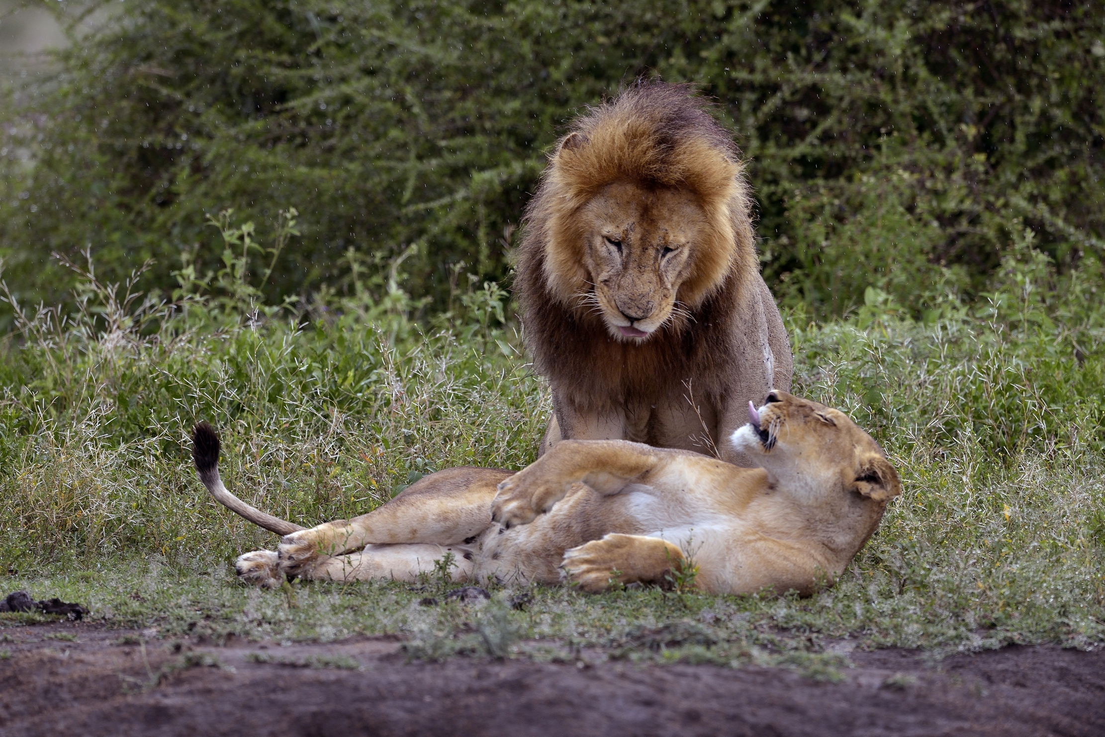 Ngorongoro Conservation Area - Lions