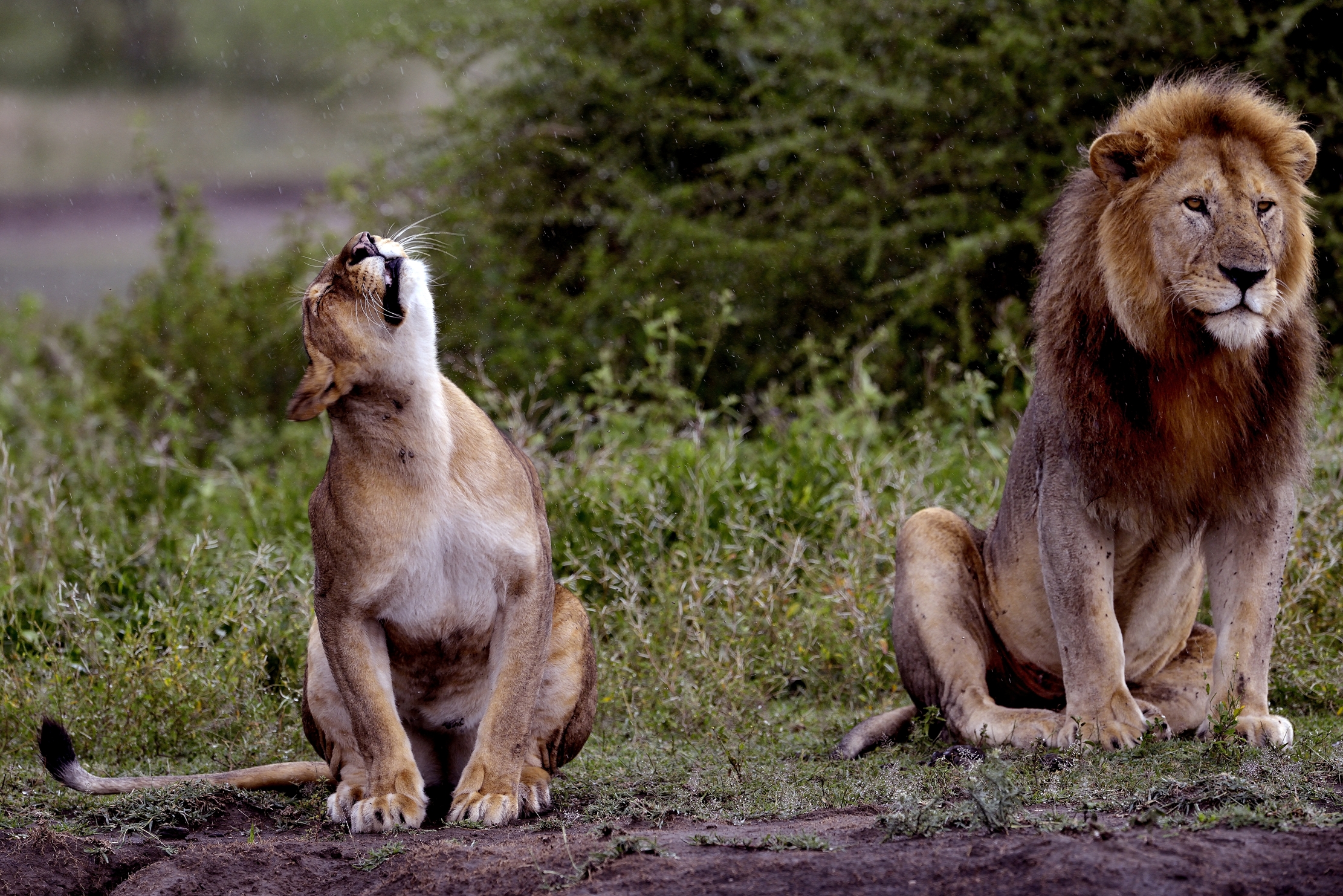 Ngorongoro Conservation Area - Fatti più in la'