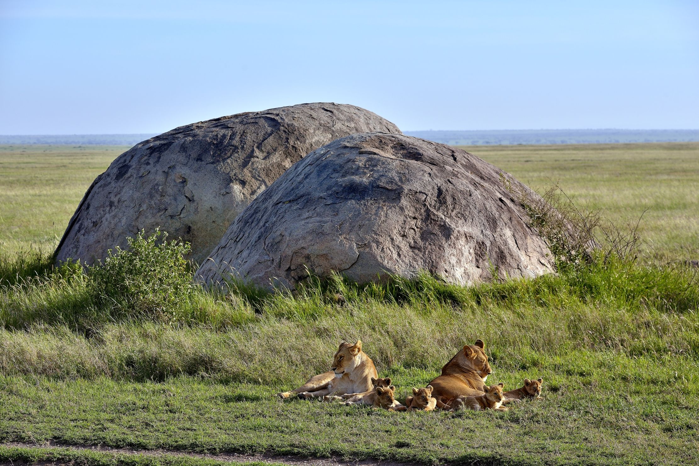 Serengeti - Leonesse con cuccioli