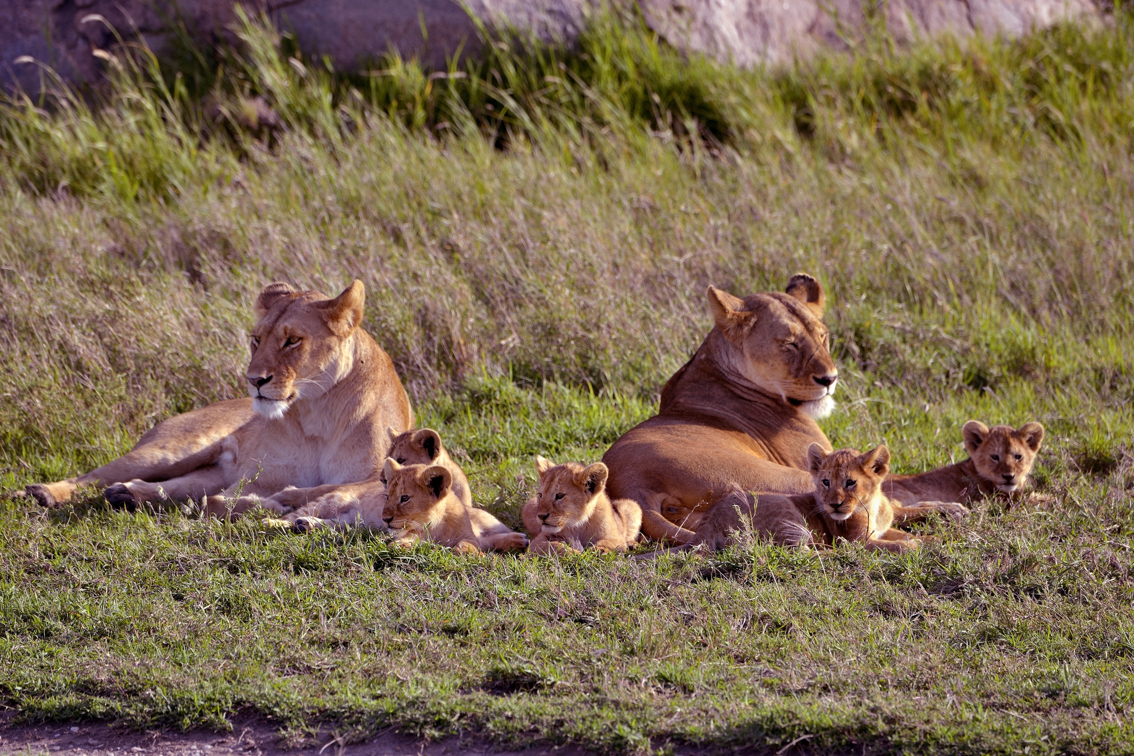 Serengeti - Leonesse con cuccioli