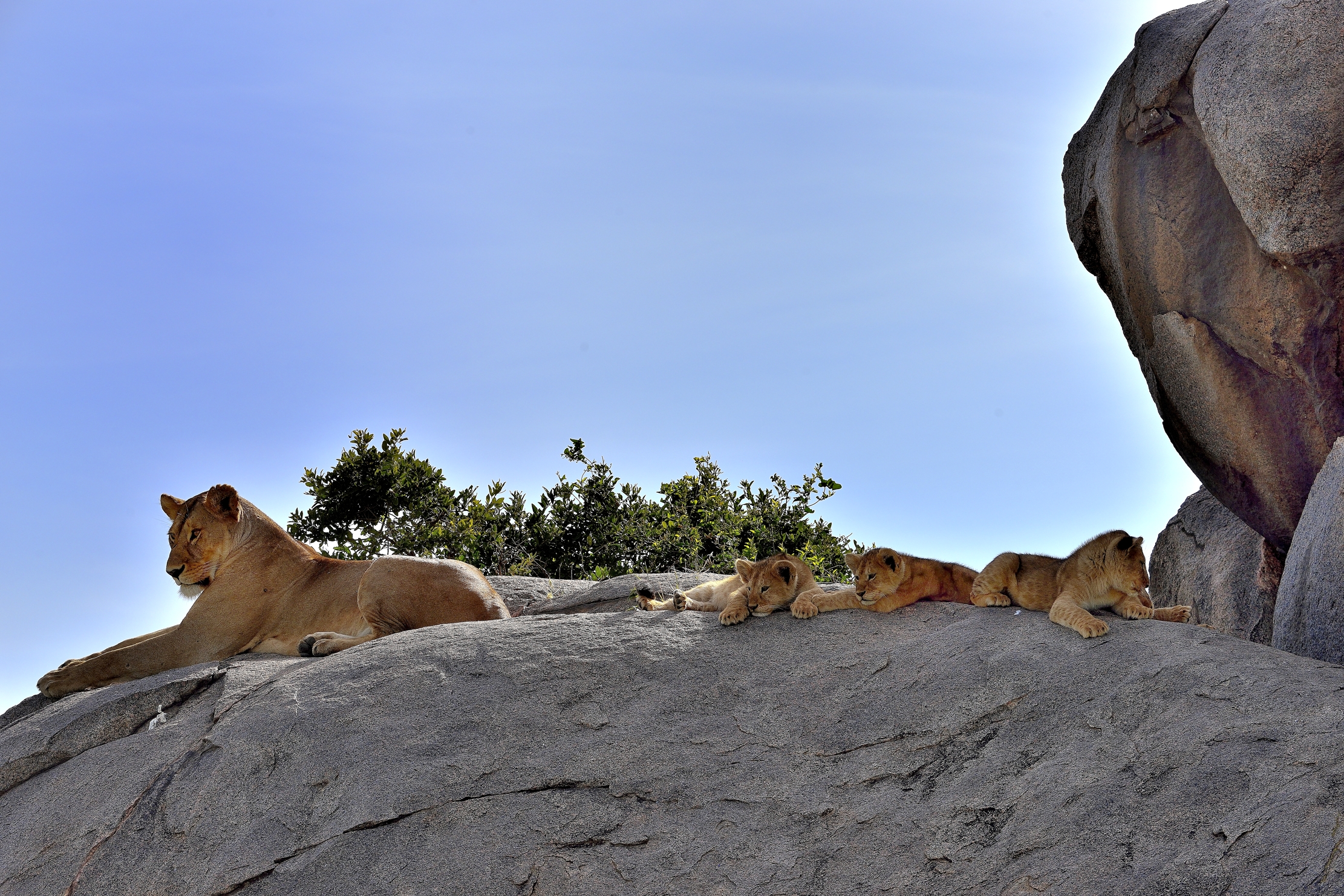 Serengeti - Leonesse con cuccioli