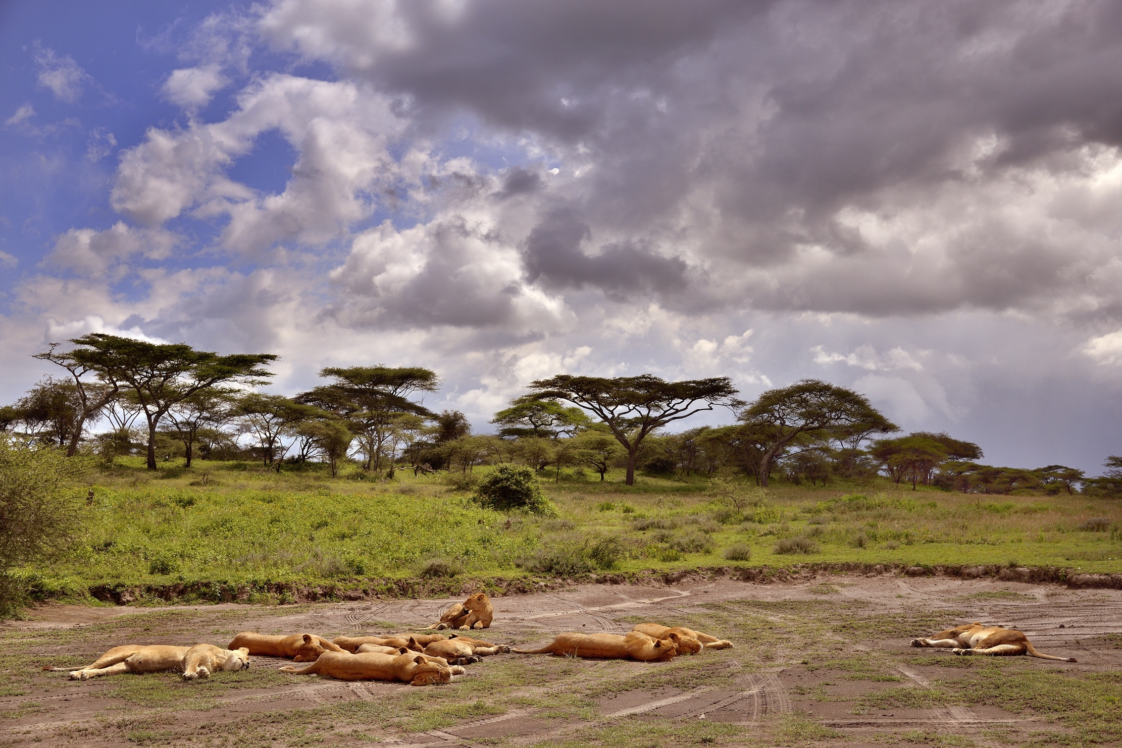 Ngorongoro Conservation Area - Leoni