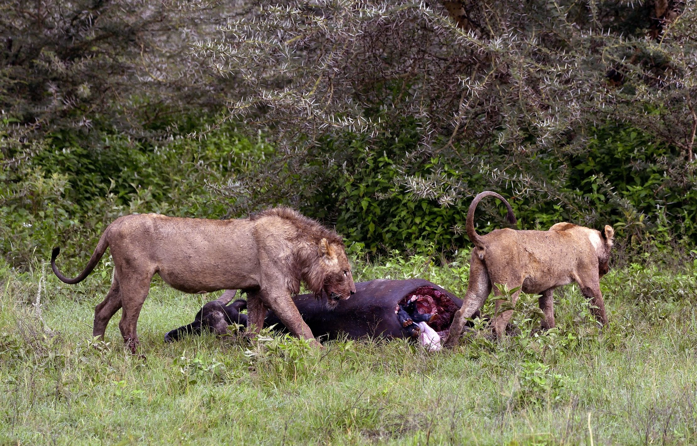 Ngorongoro Crater - Leoni con preda ....e feto