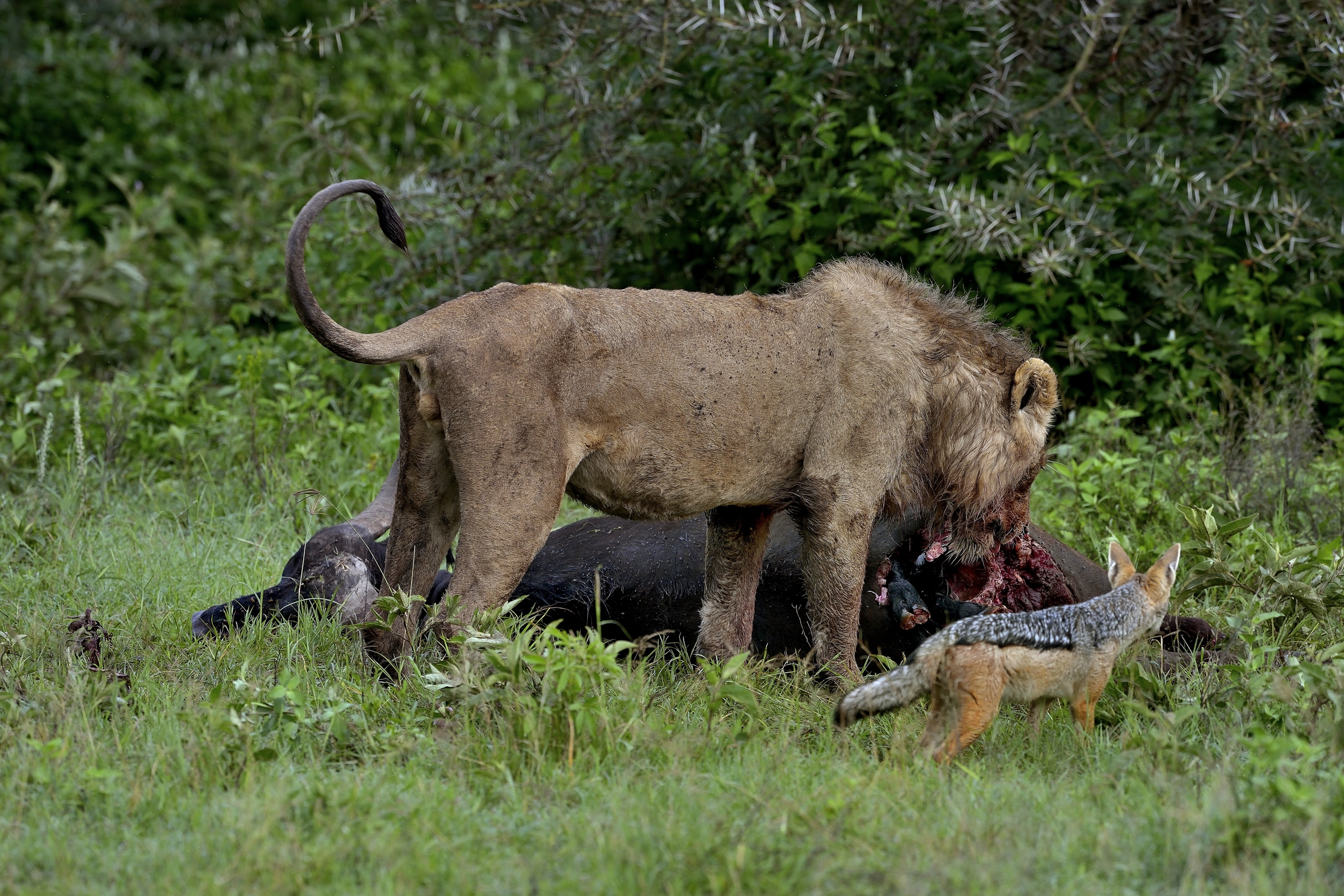 Ngorongoro Crater - Leoni con preda, sciacallo e.. feto