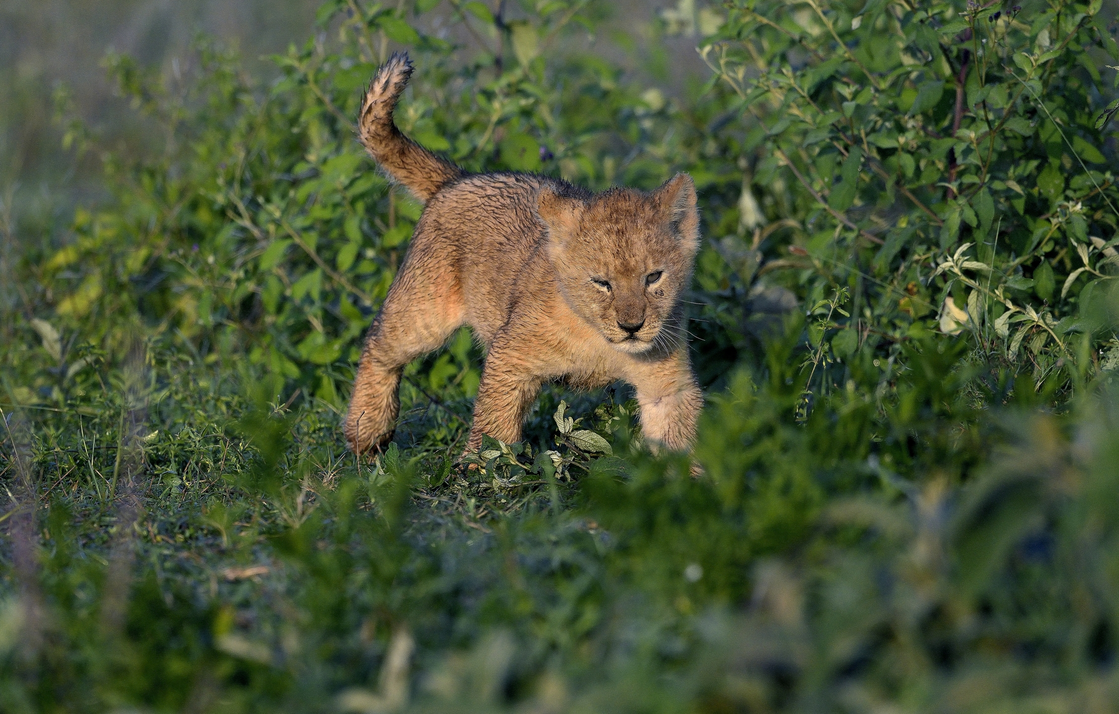 Ngorongoro Coservation Area - Cucciolo di leone