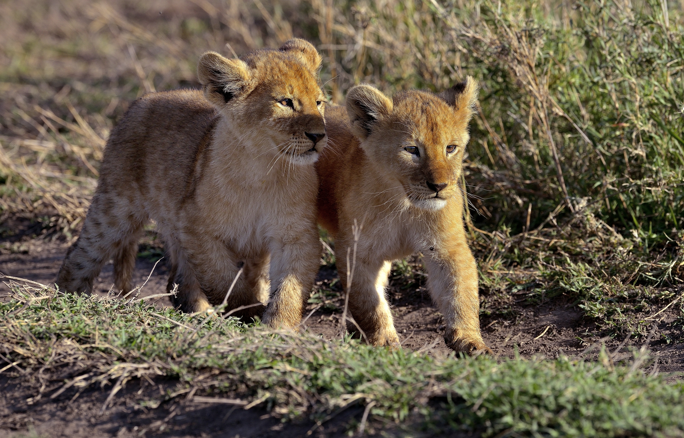 Ngorongoro Coservation Area - Cuccioli di leone