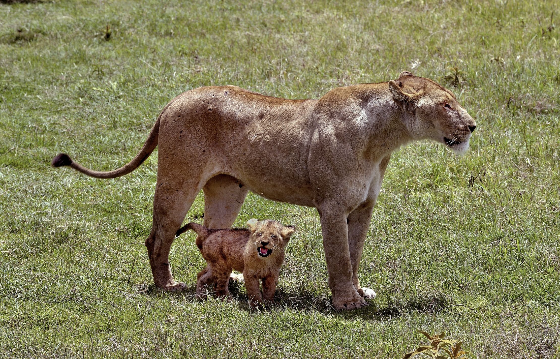 Ngorongoro Crater -Leonessa e Cucciolo