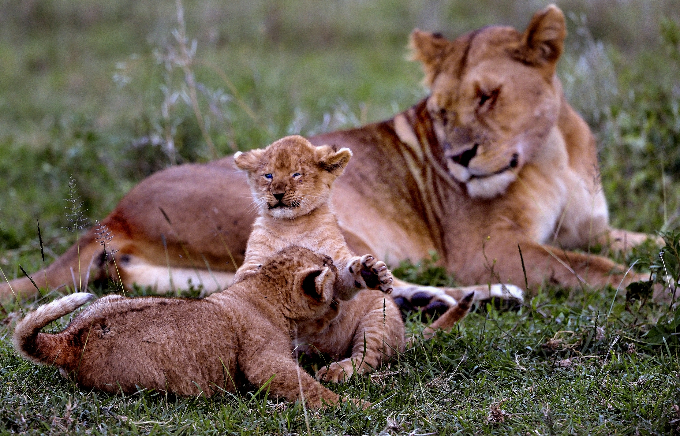 Ngorongoro Coservation Area -Leonessa e Cuccioli