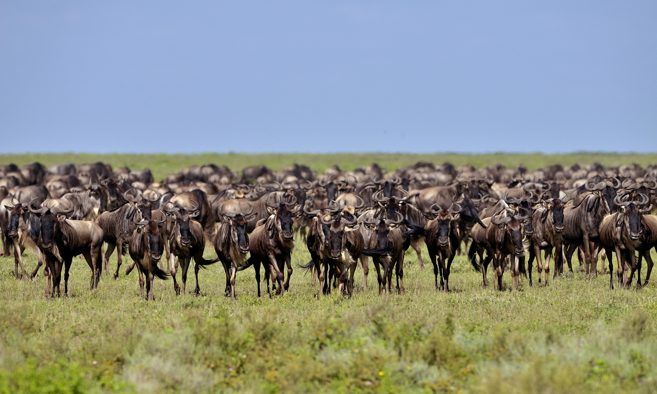 Ngorongoro Coservation Area -Gnu