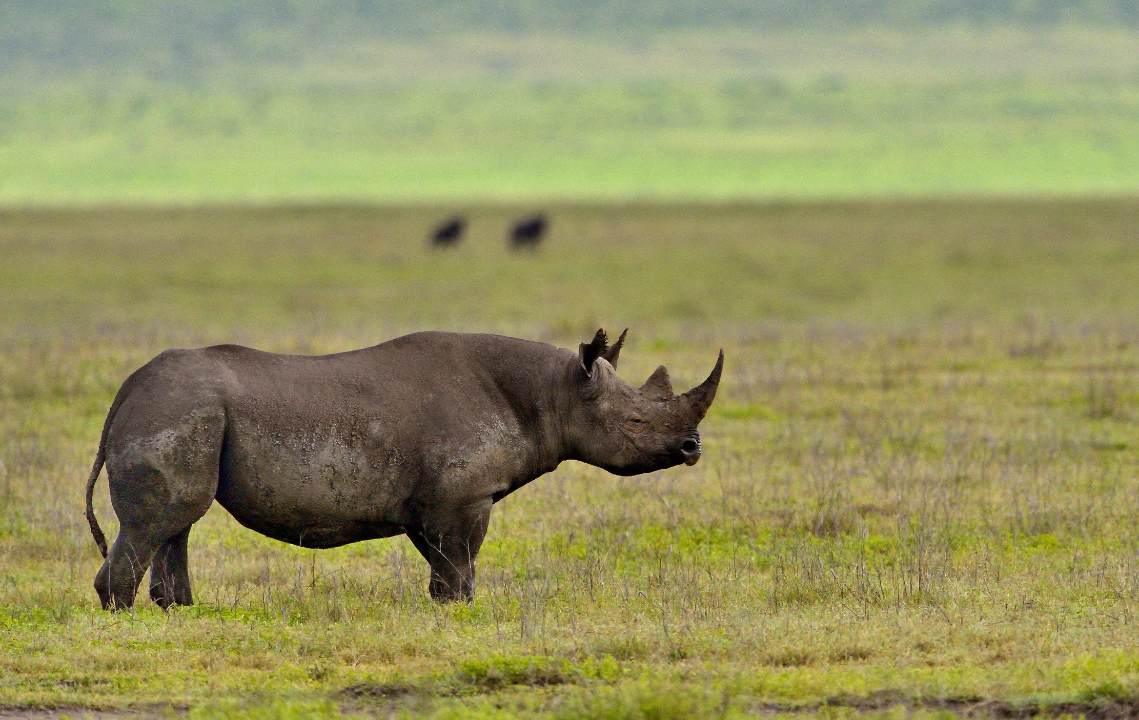 Ngorongoro Crater - Rino