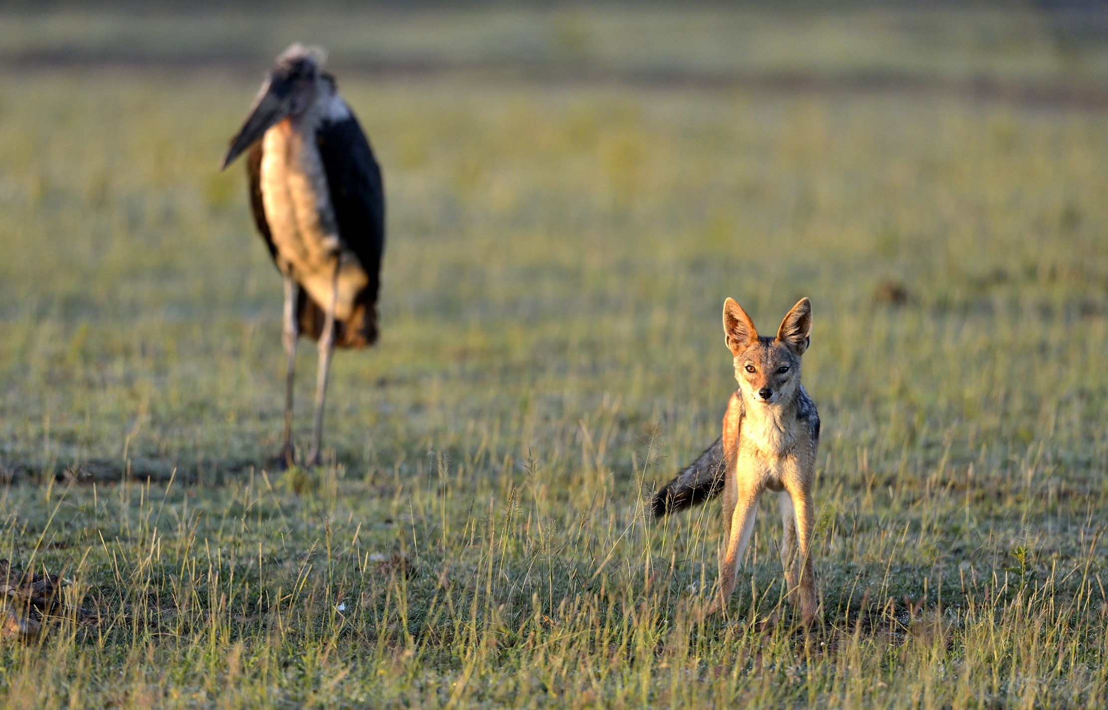 Ngorongoro Coservation Area - Sciacallo