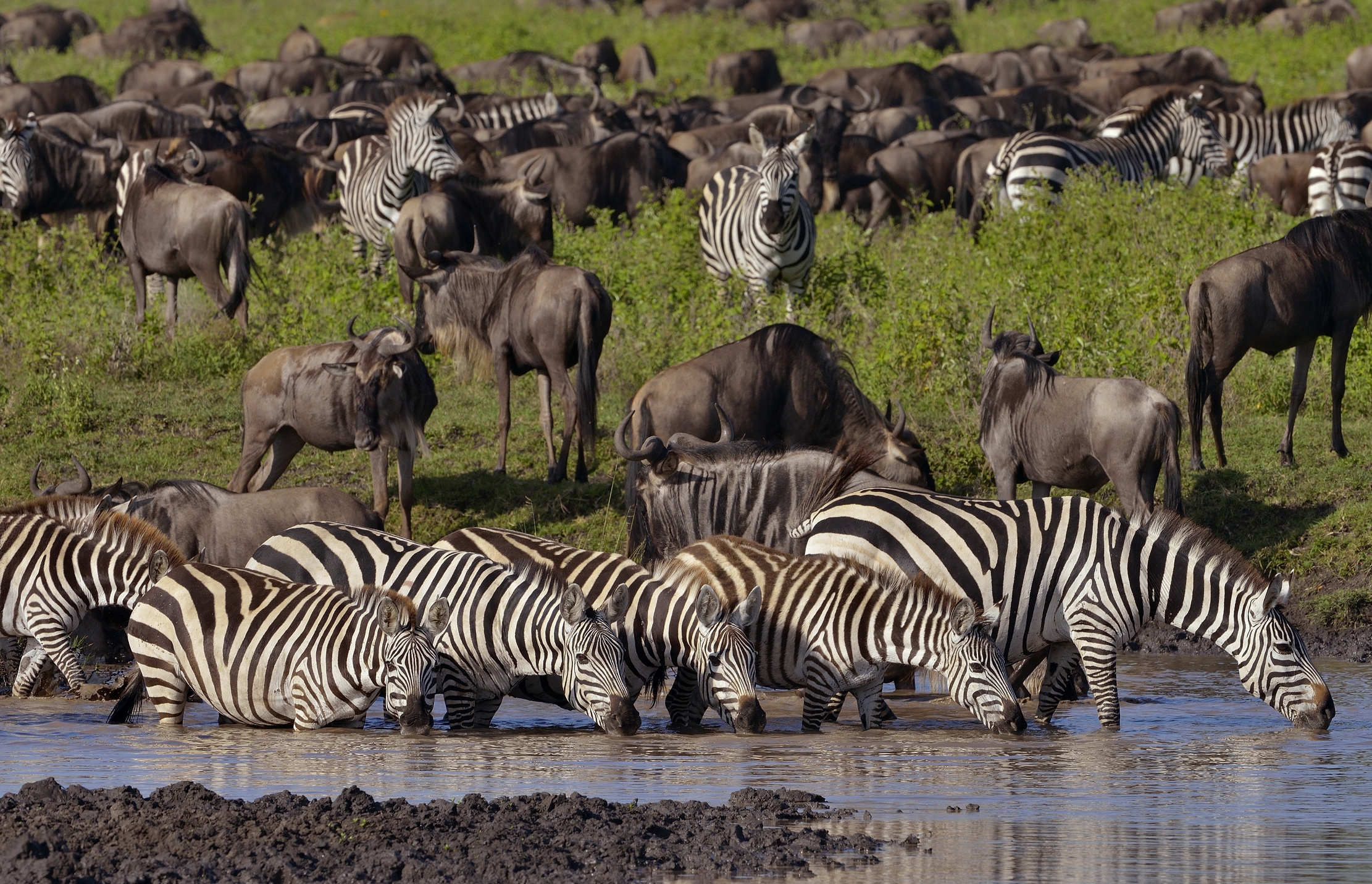Ngorongoro Coservation Area - Zebre