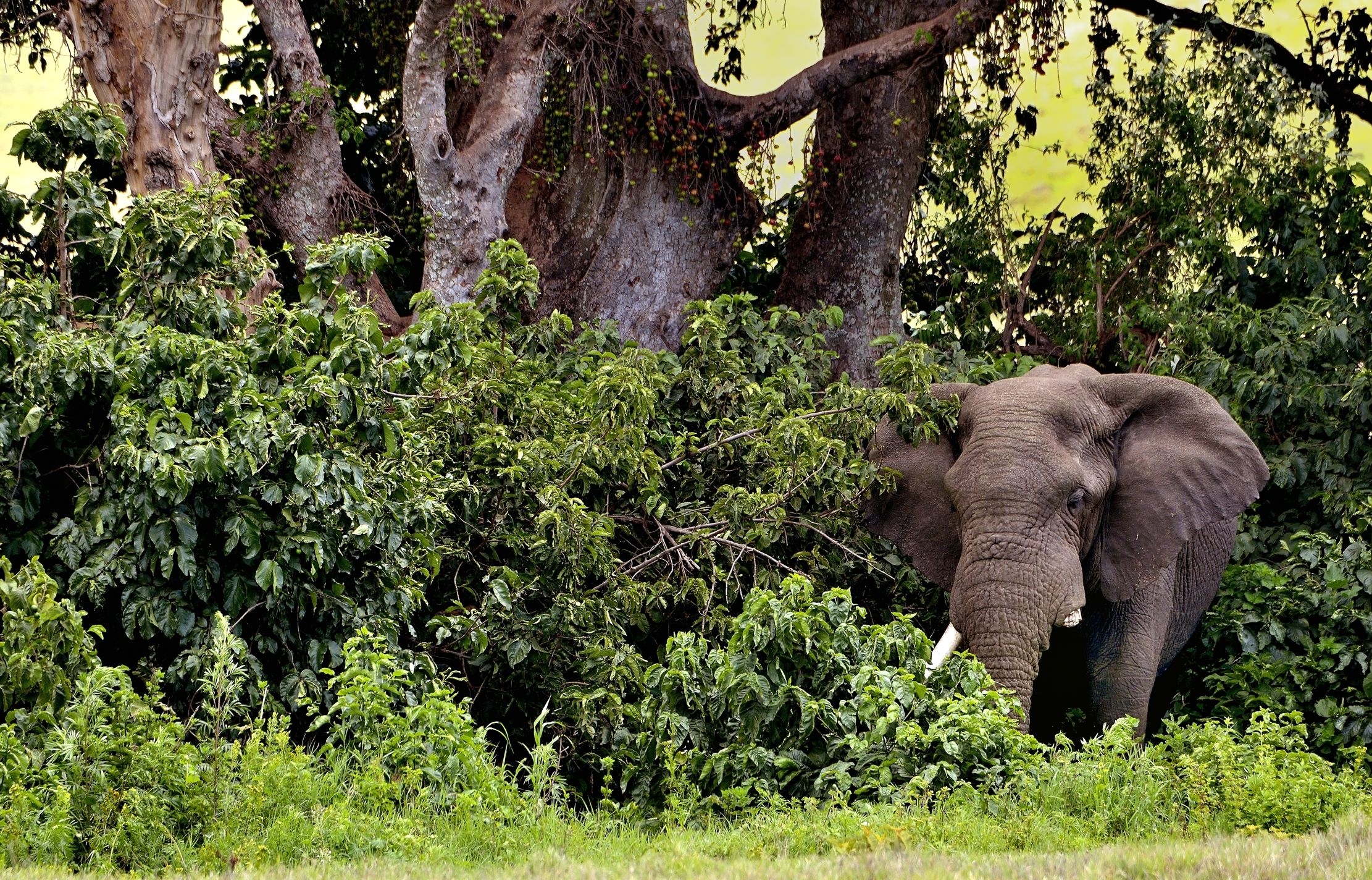 Ngorongoro Crater - Elefante
